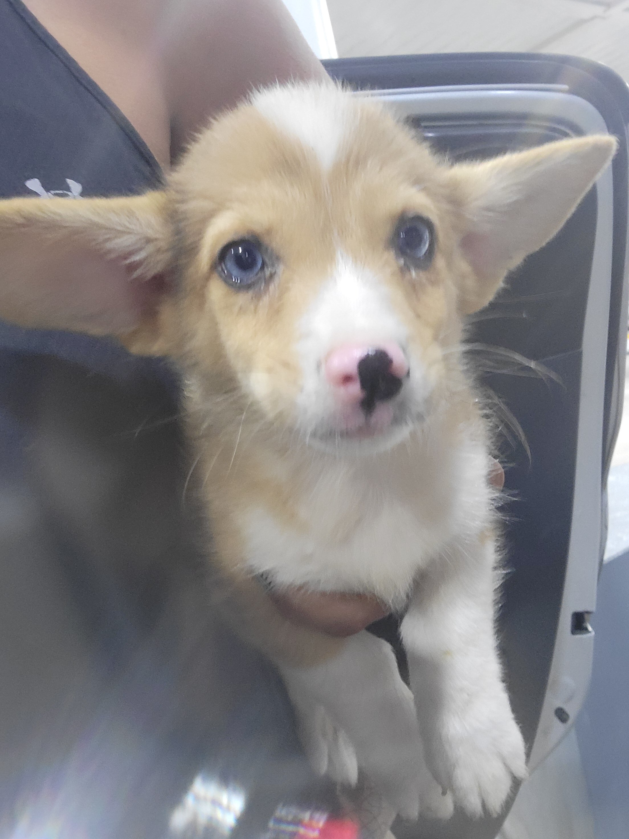 Corgi males image 1