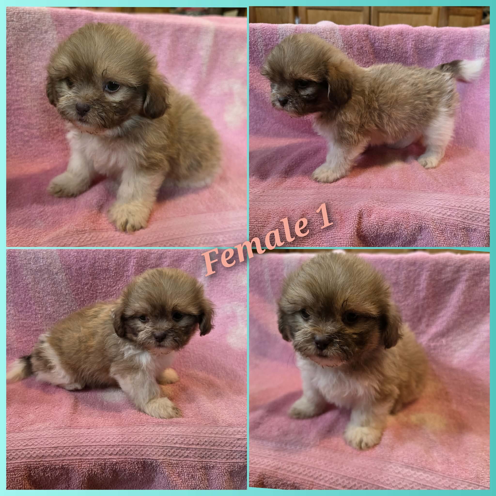Shihtzus image 2