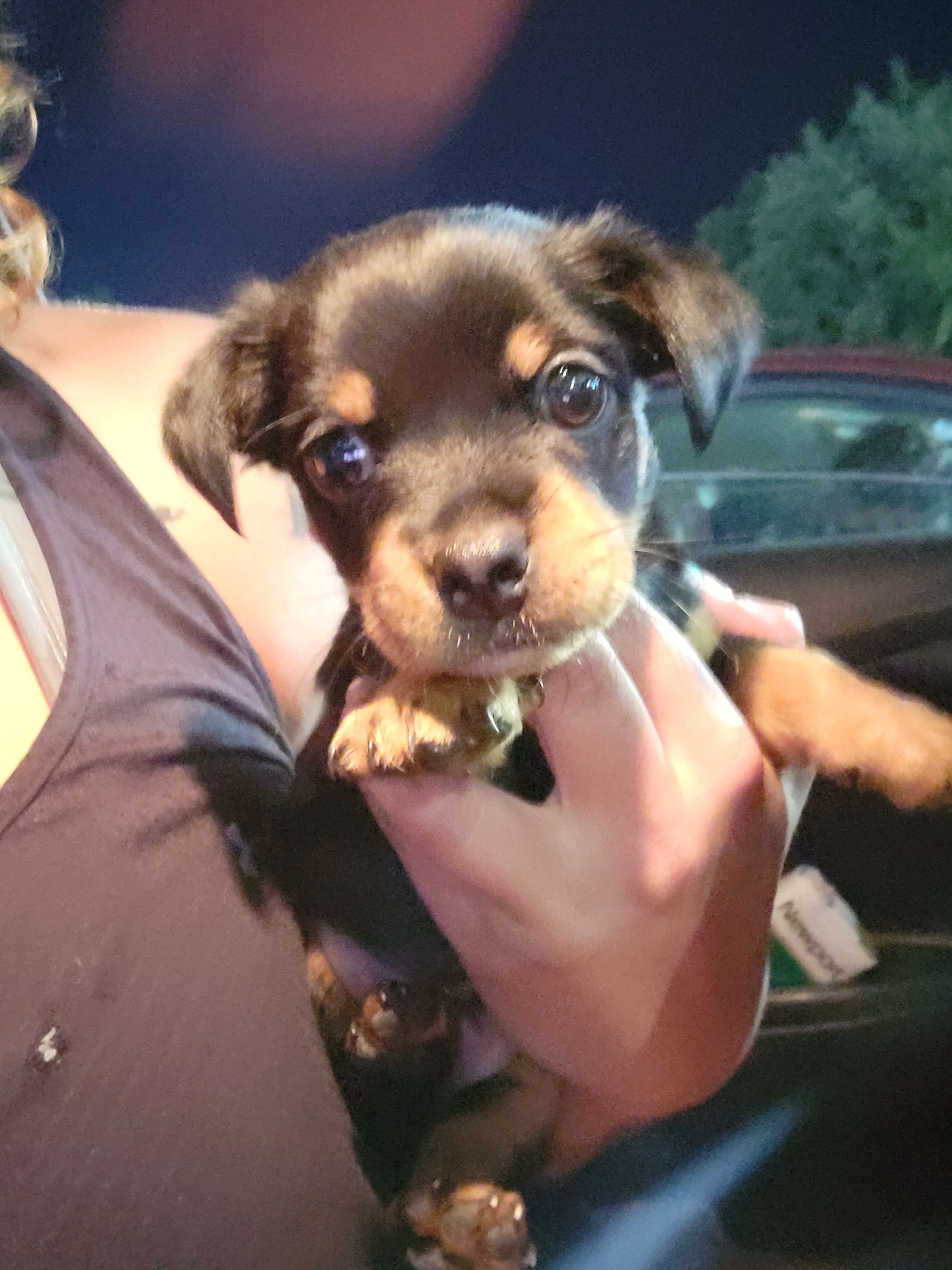 Male yorkie mix image 1