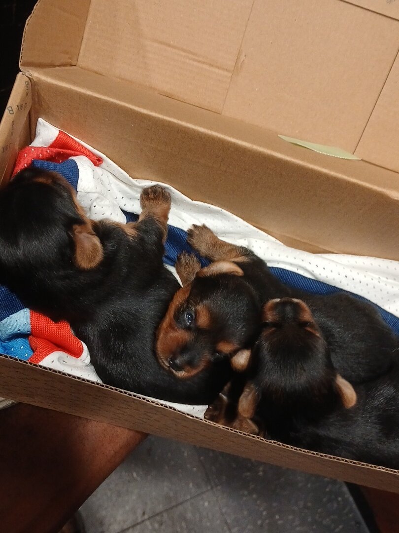 Puppies image 1