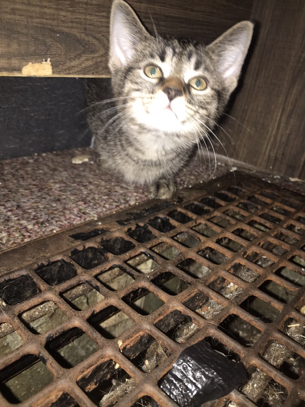 Cat and kittens image 5
