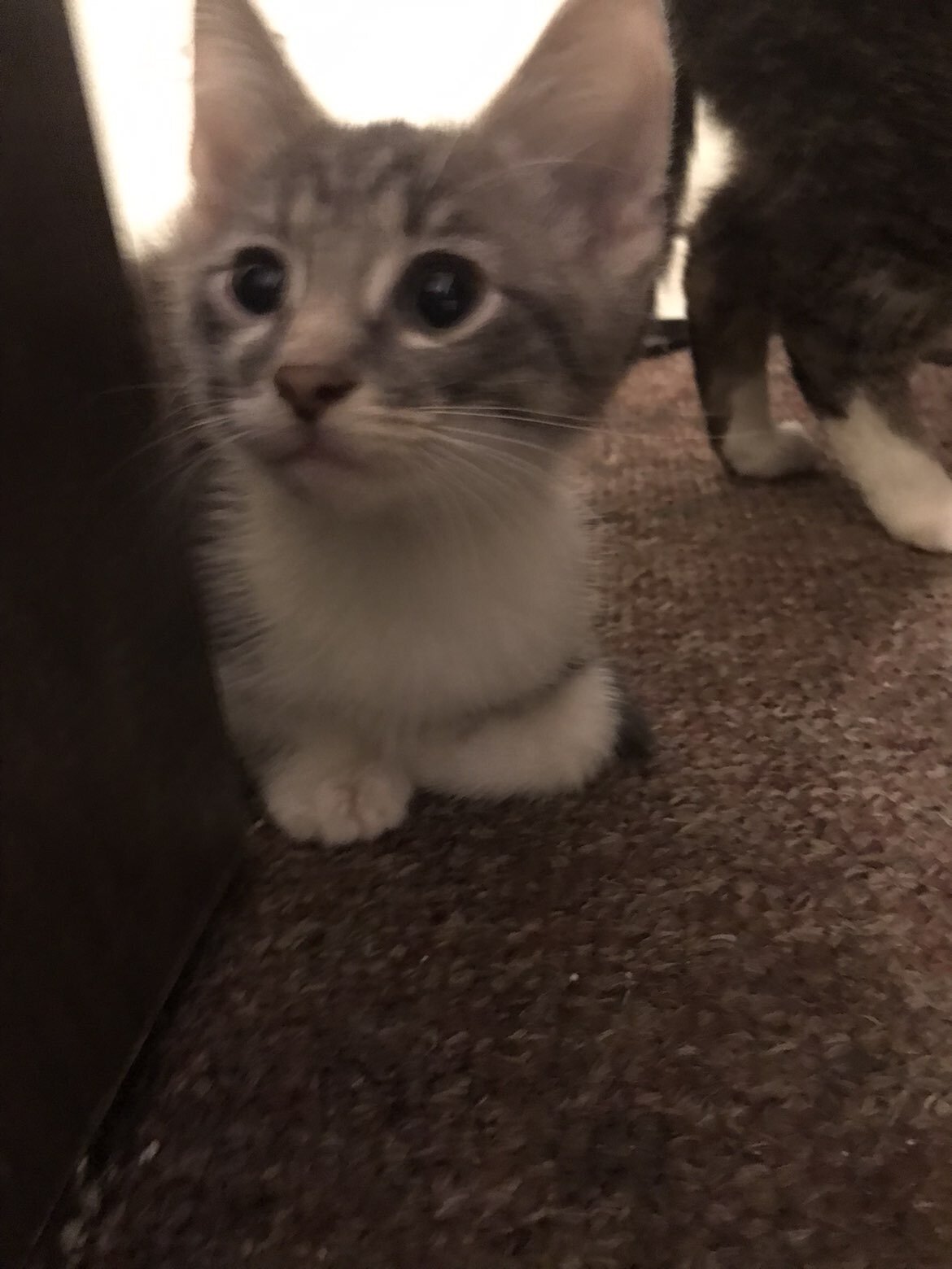 Cat and kittens image 3
