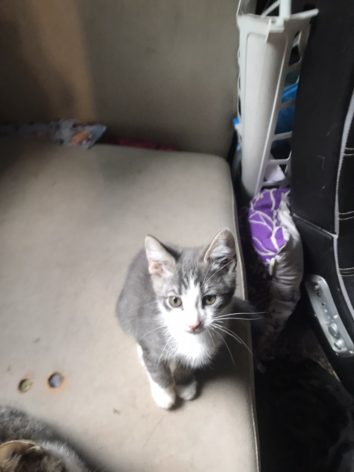 Cat and kittens image 4