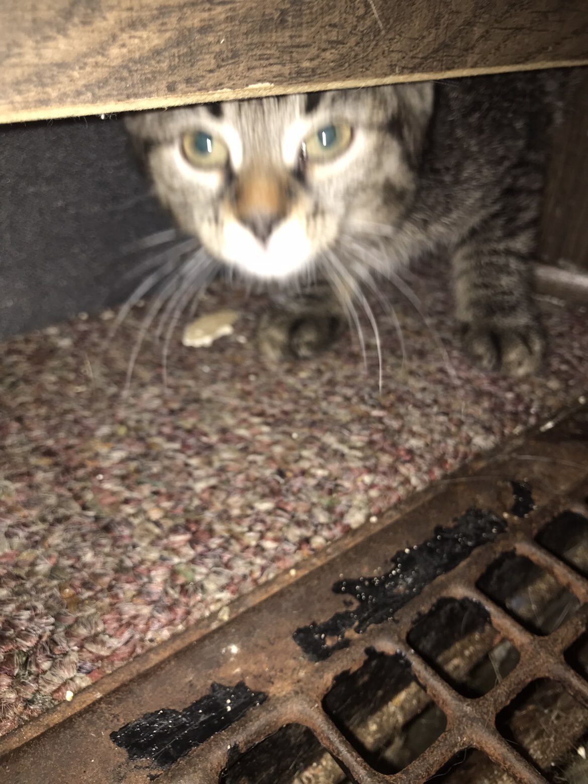 Cat and kittens image 8