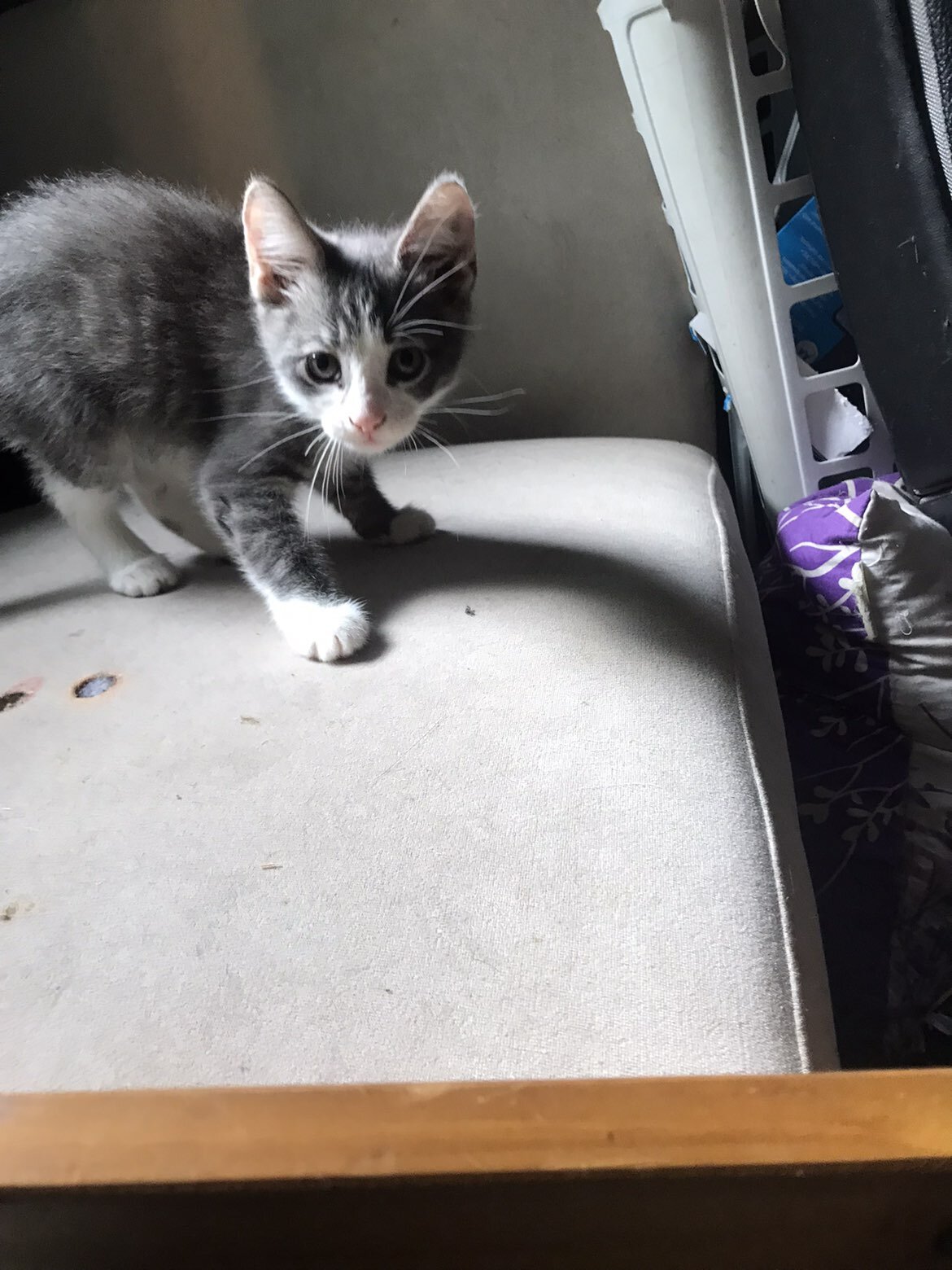 Cat and kittens image 2
