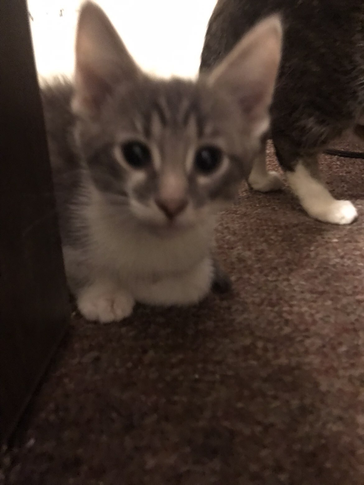 Cat and kittens image 6