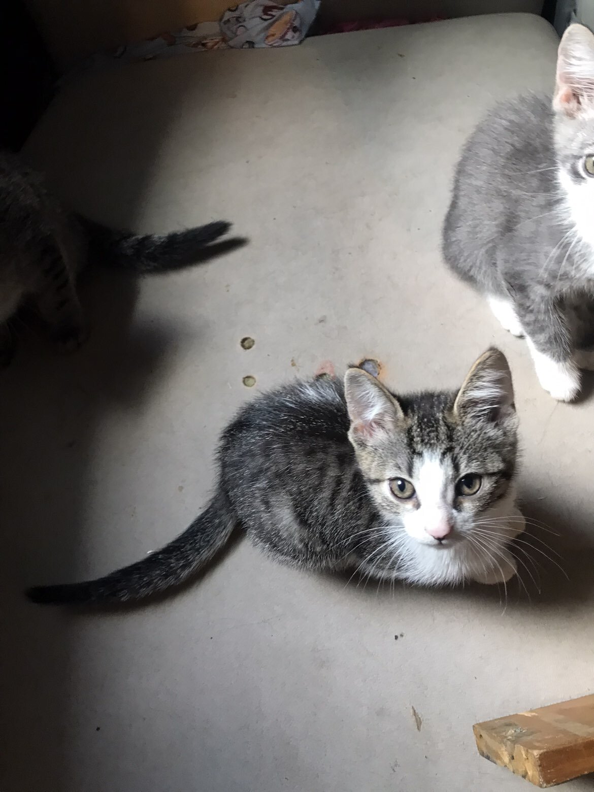 Cat and kittens image 10