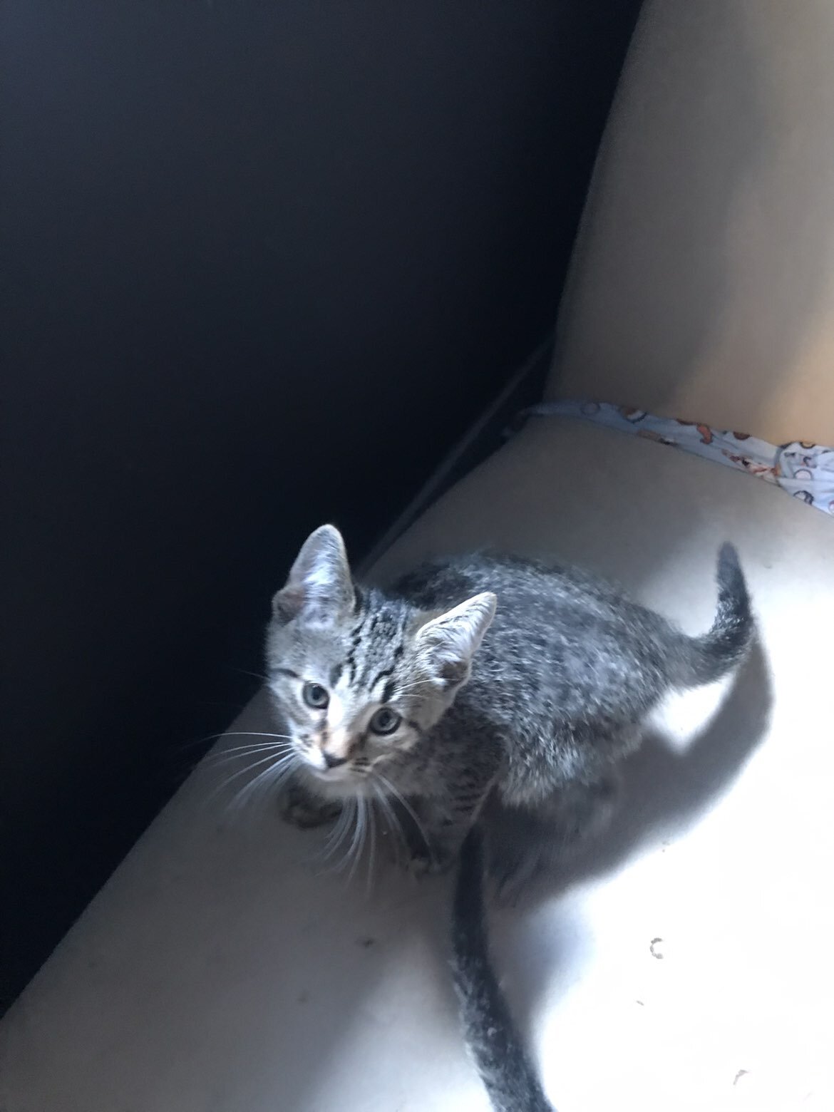 Cat and kittens image 7