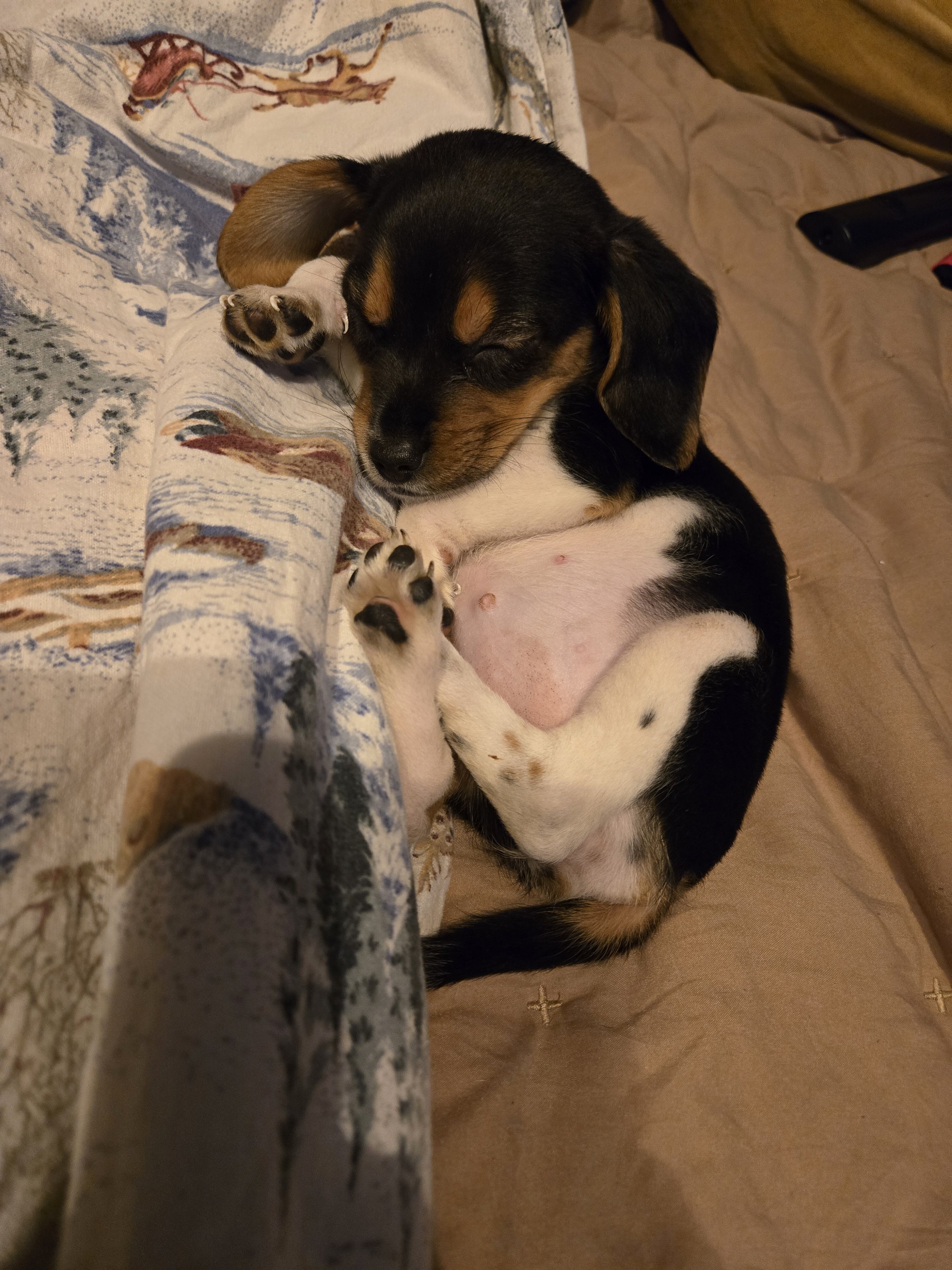 Beagle puppies image 2