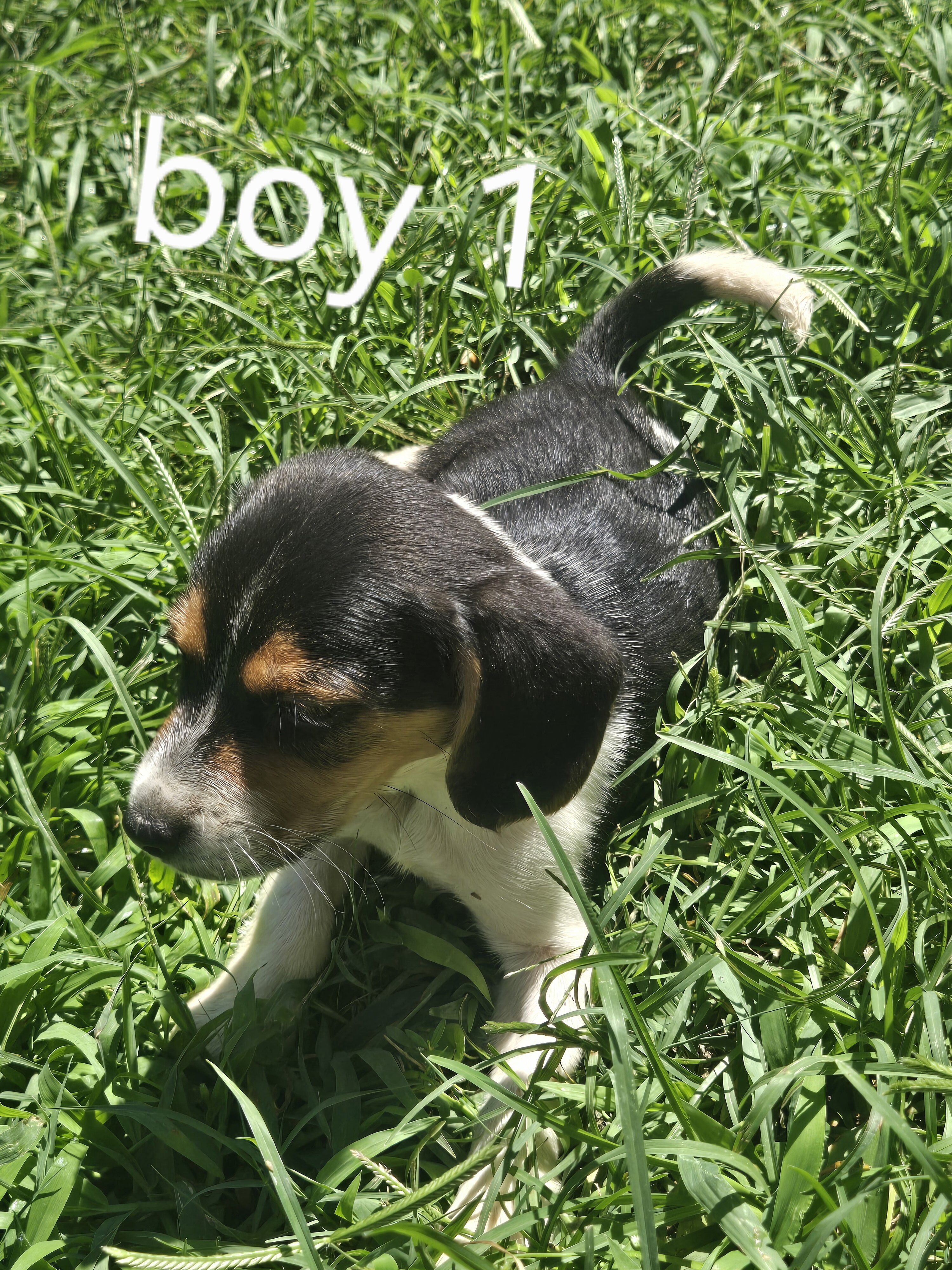 Beagle puppies image 1