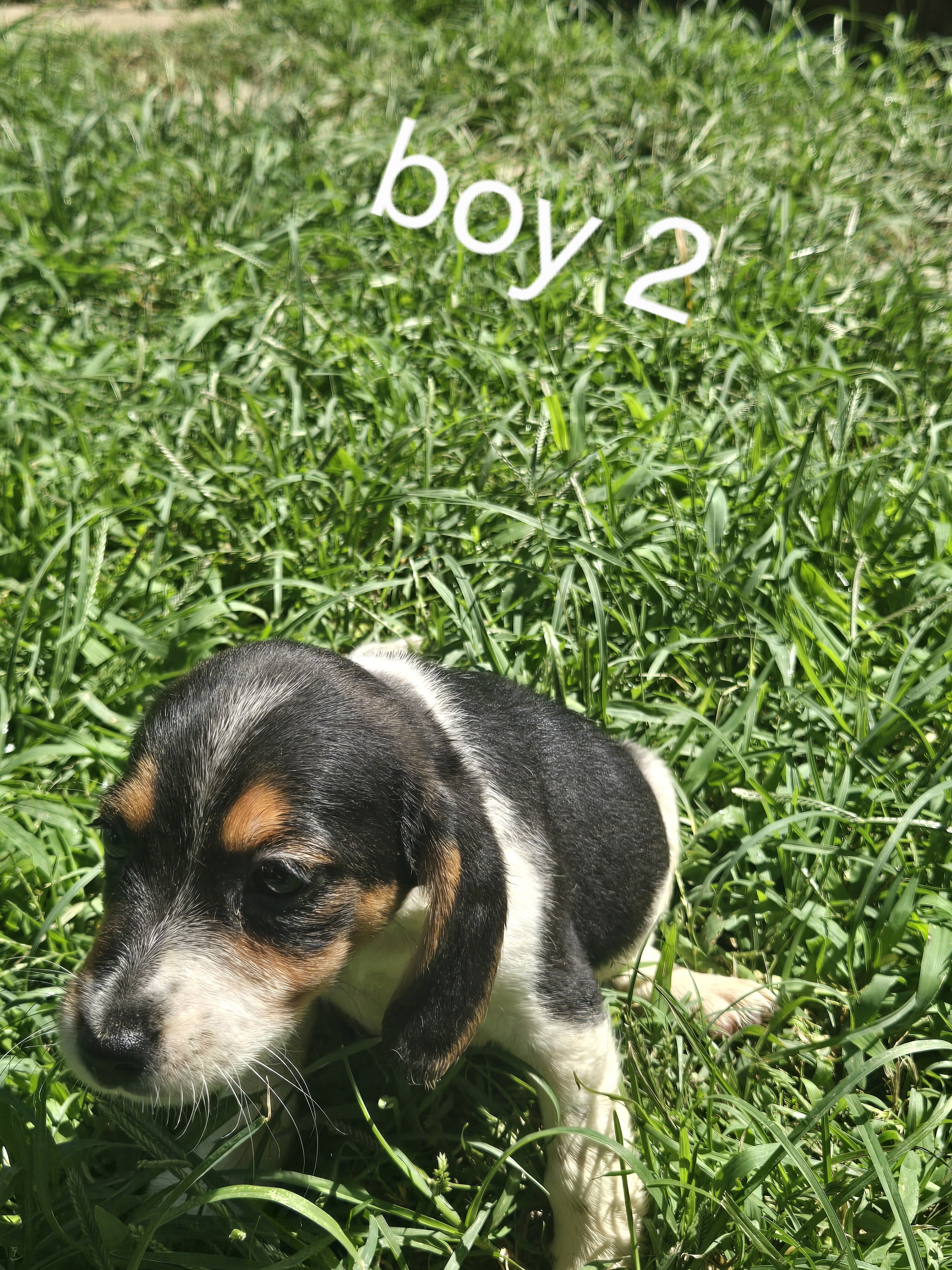 Beagle puppies image 3