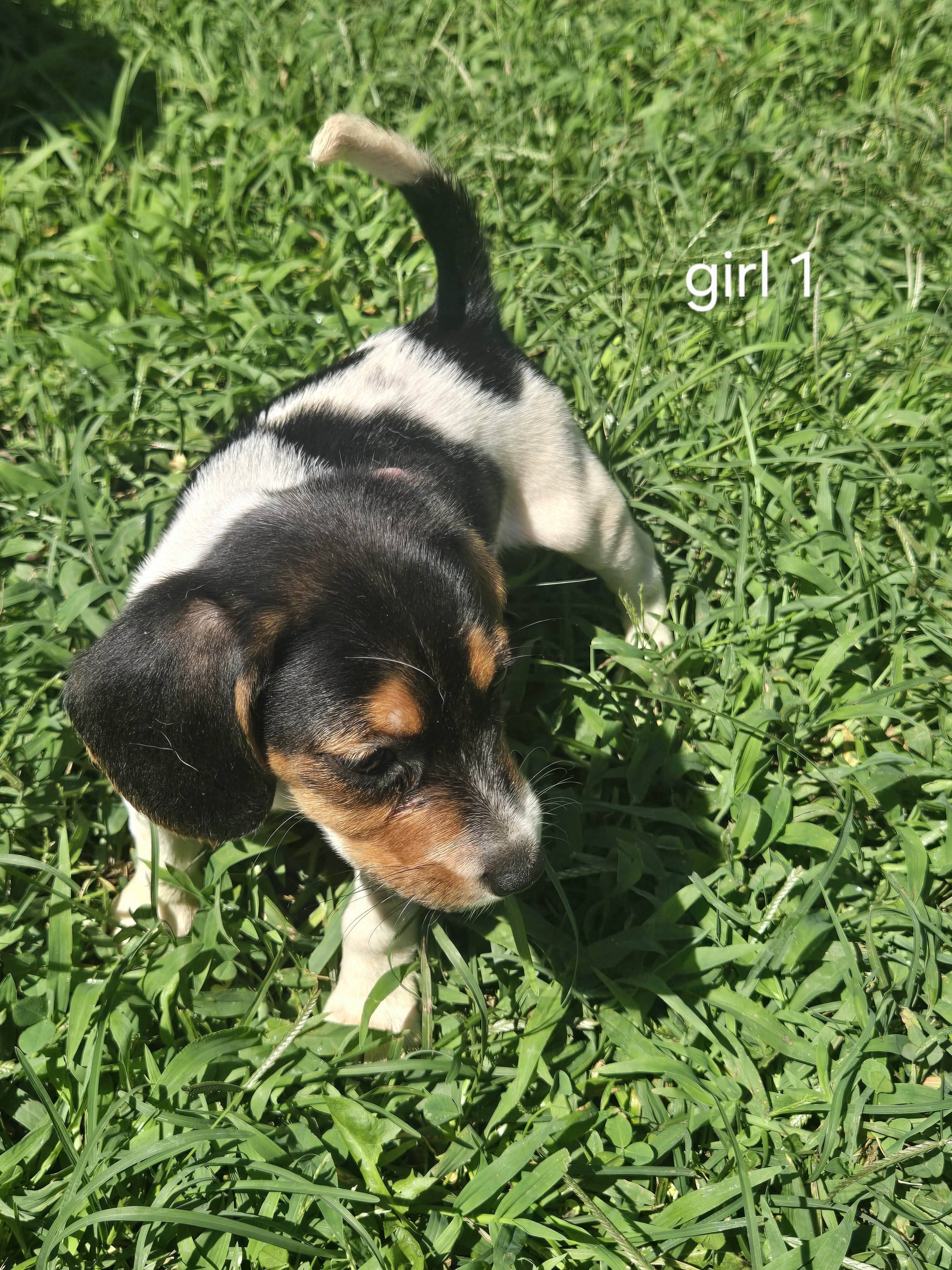 Beagle puppies image 4
