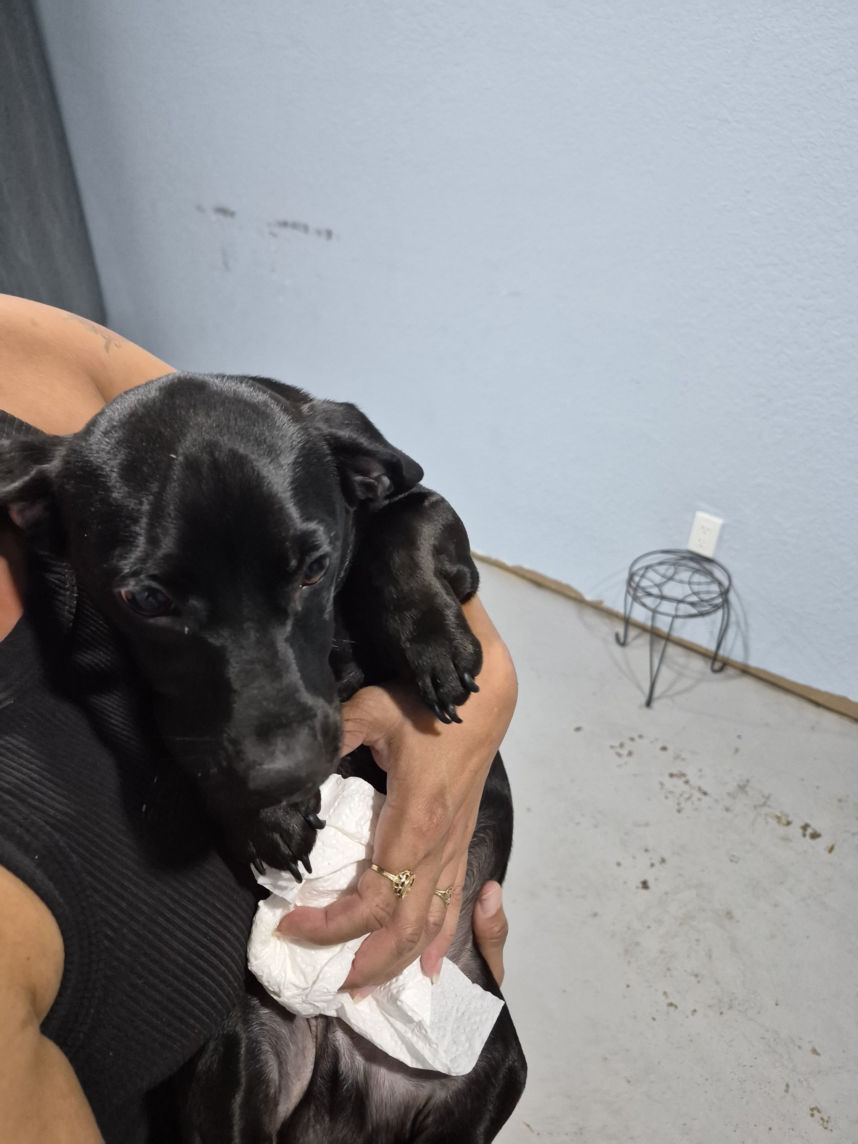 Dachshunds image 3