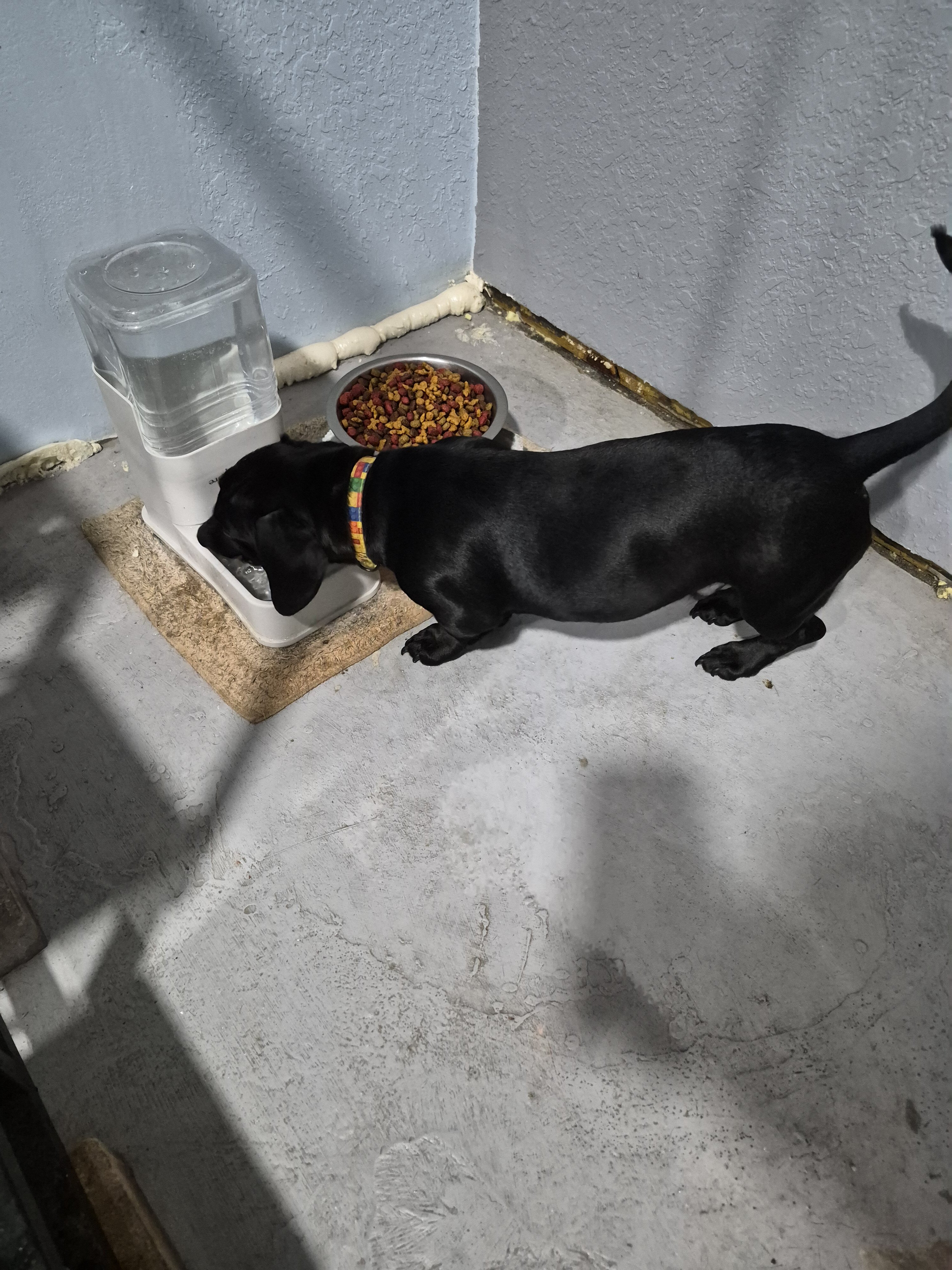 Dachshunds image 1