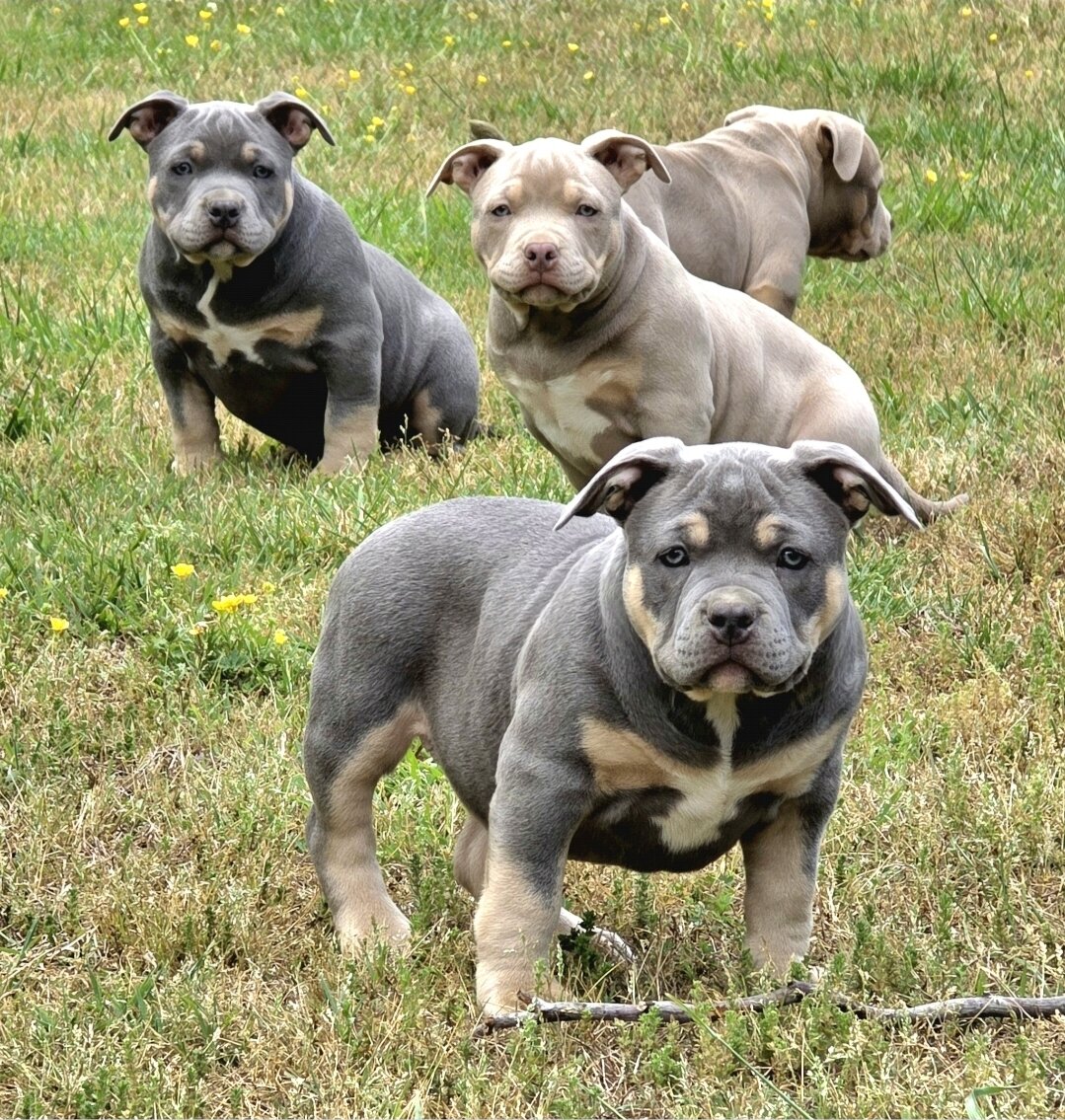 AMERICAN BULLY PUPPY image 1