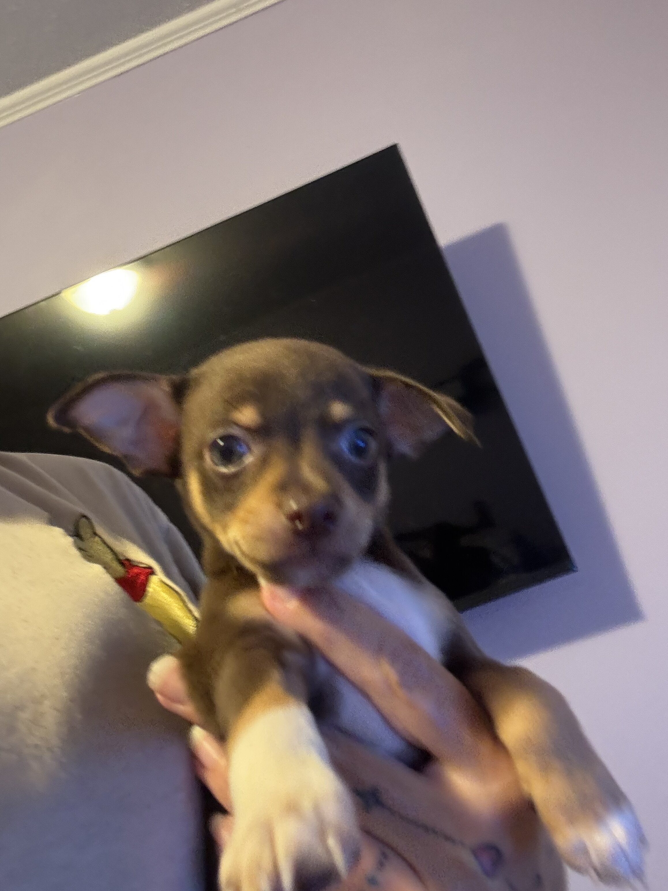 Male chihuahua 2 image 3