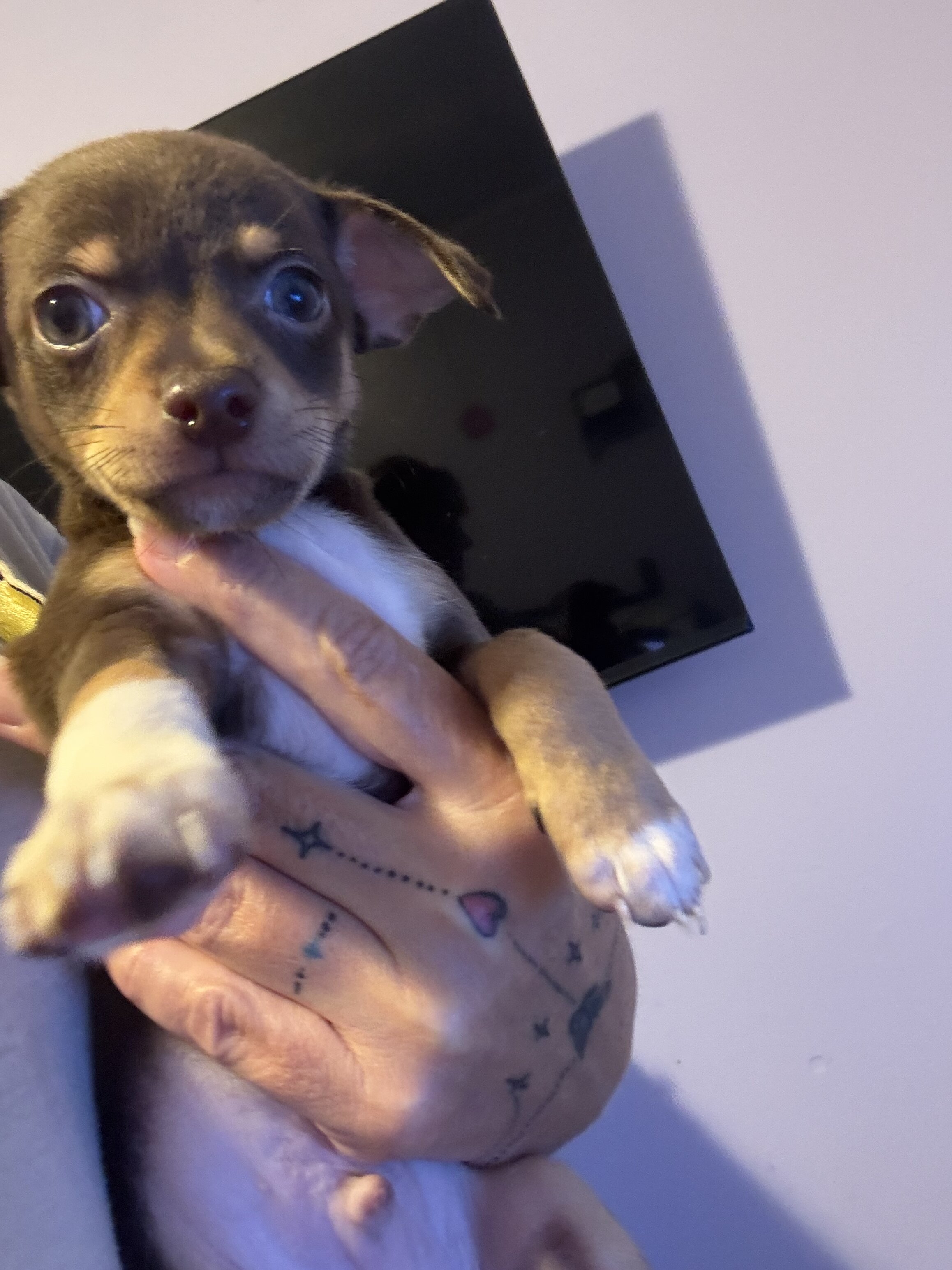 Male chihuahua 2 image 4
