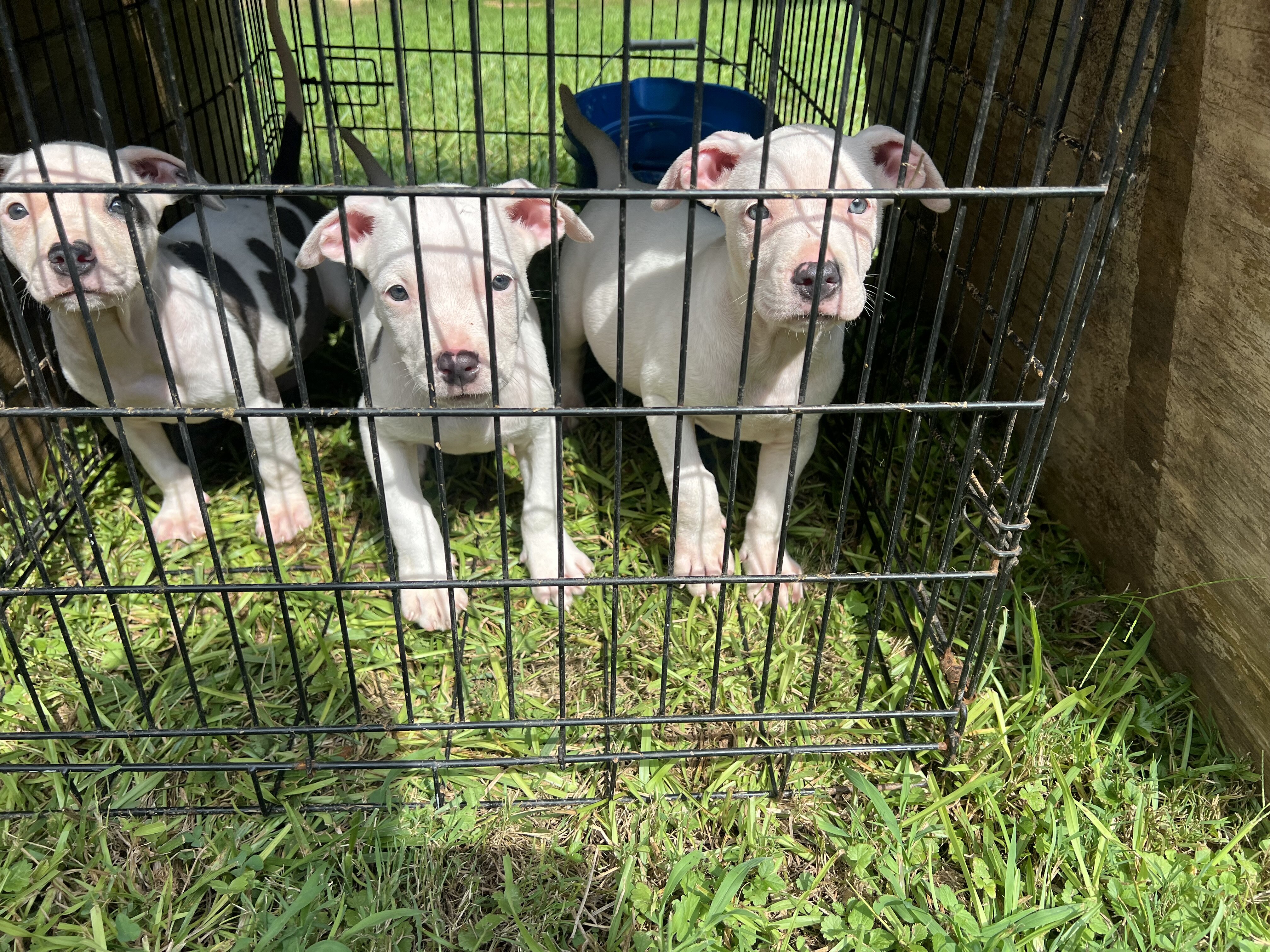 Blue puppies image 1