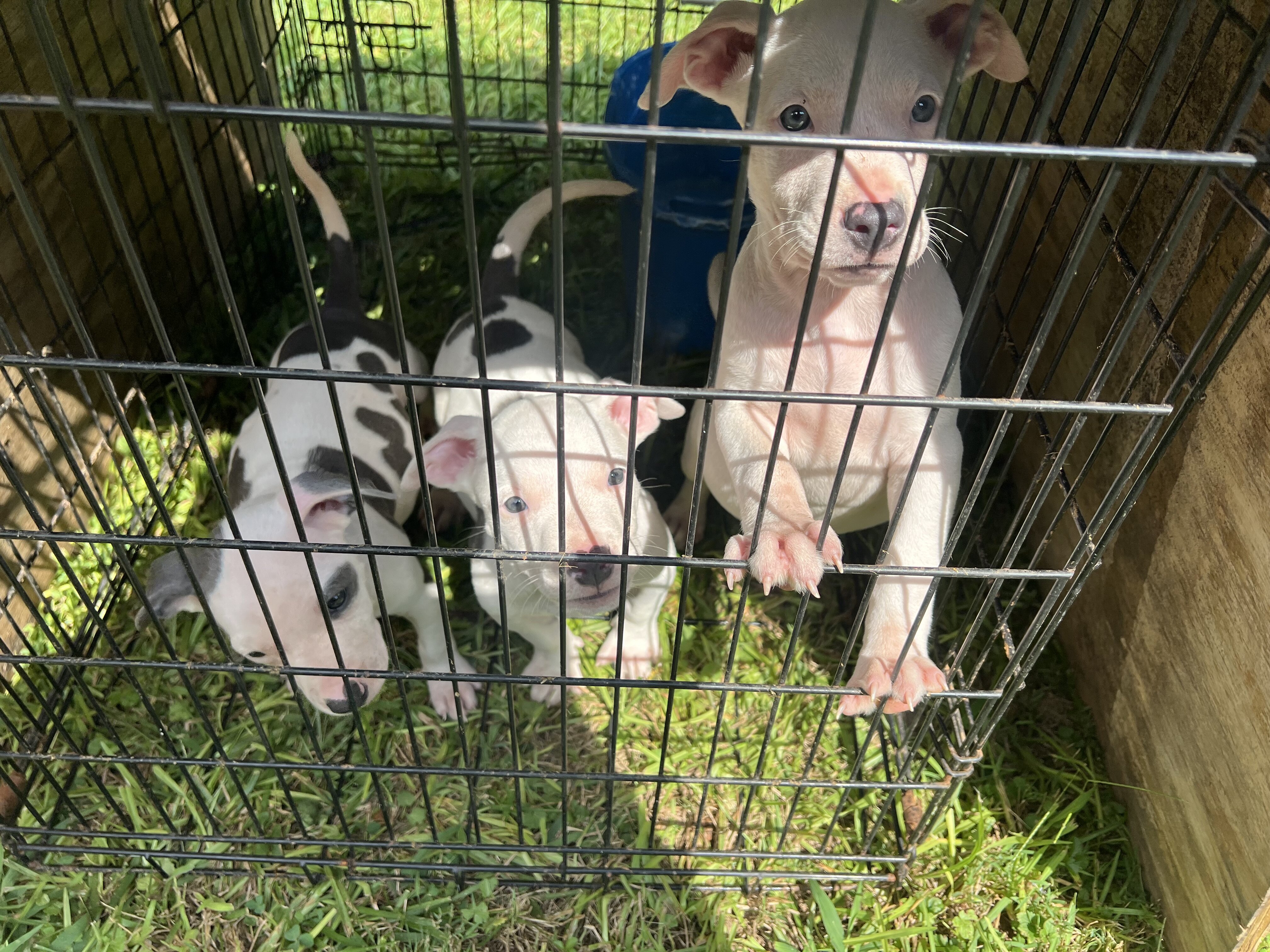 Blue puppies image 2