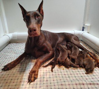 red doberman puppies for sale image 1