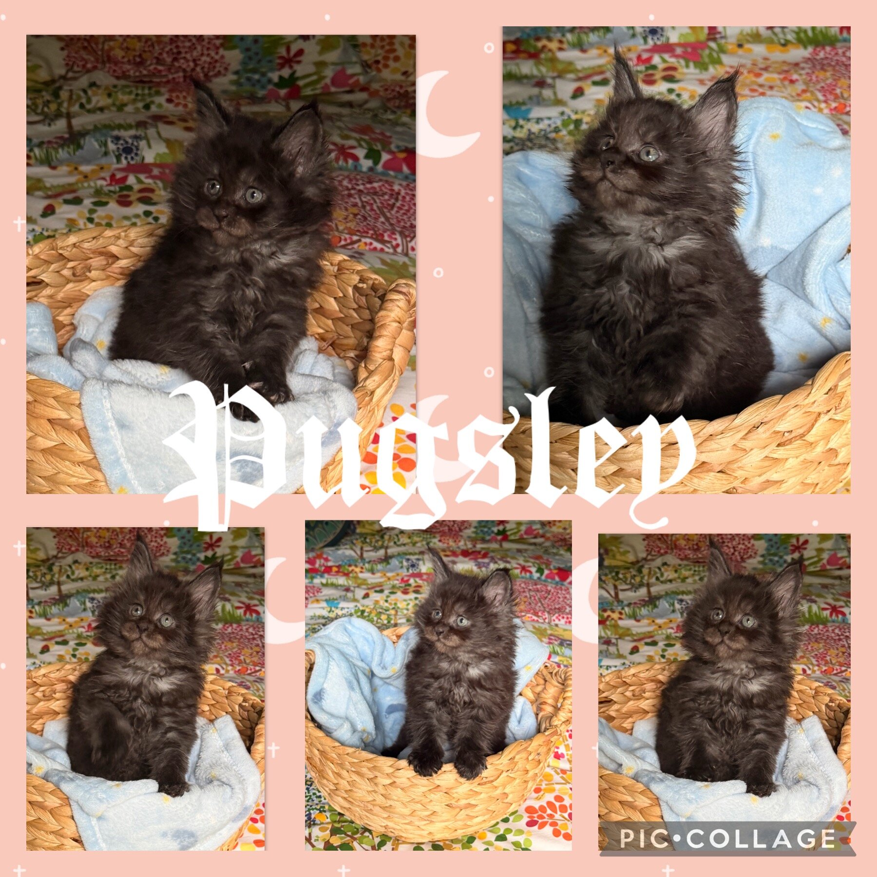 Black Smoke European CFA Maine Coon Kittens image 2