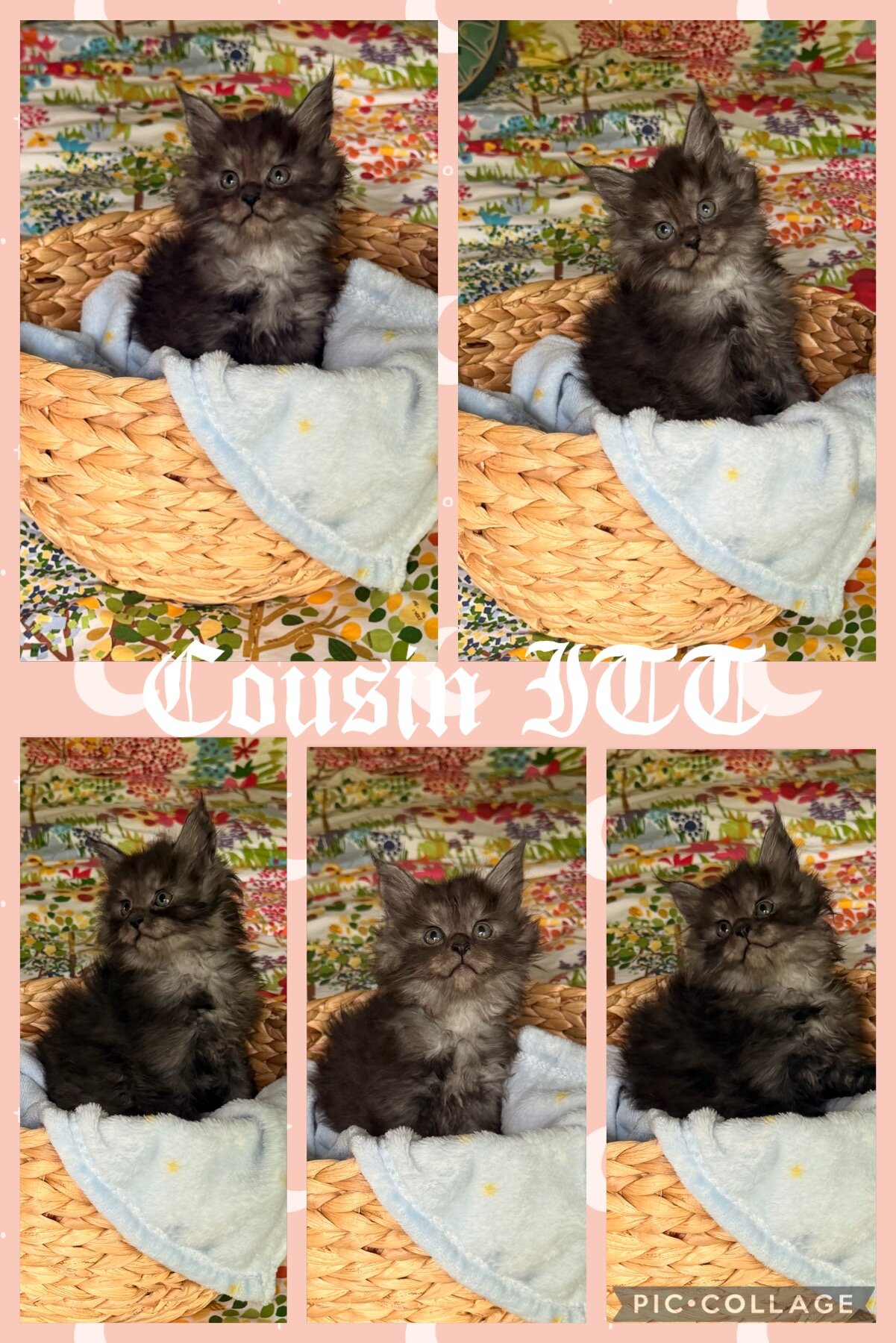 Black Smoke European CFA Maine Coon Kittens image 3