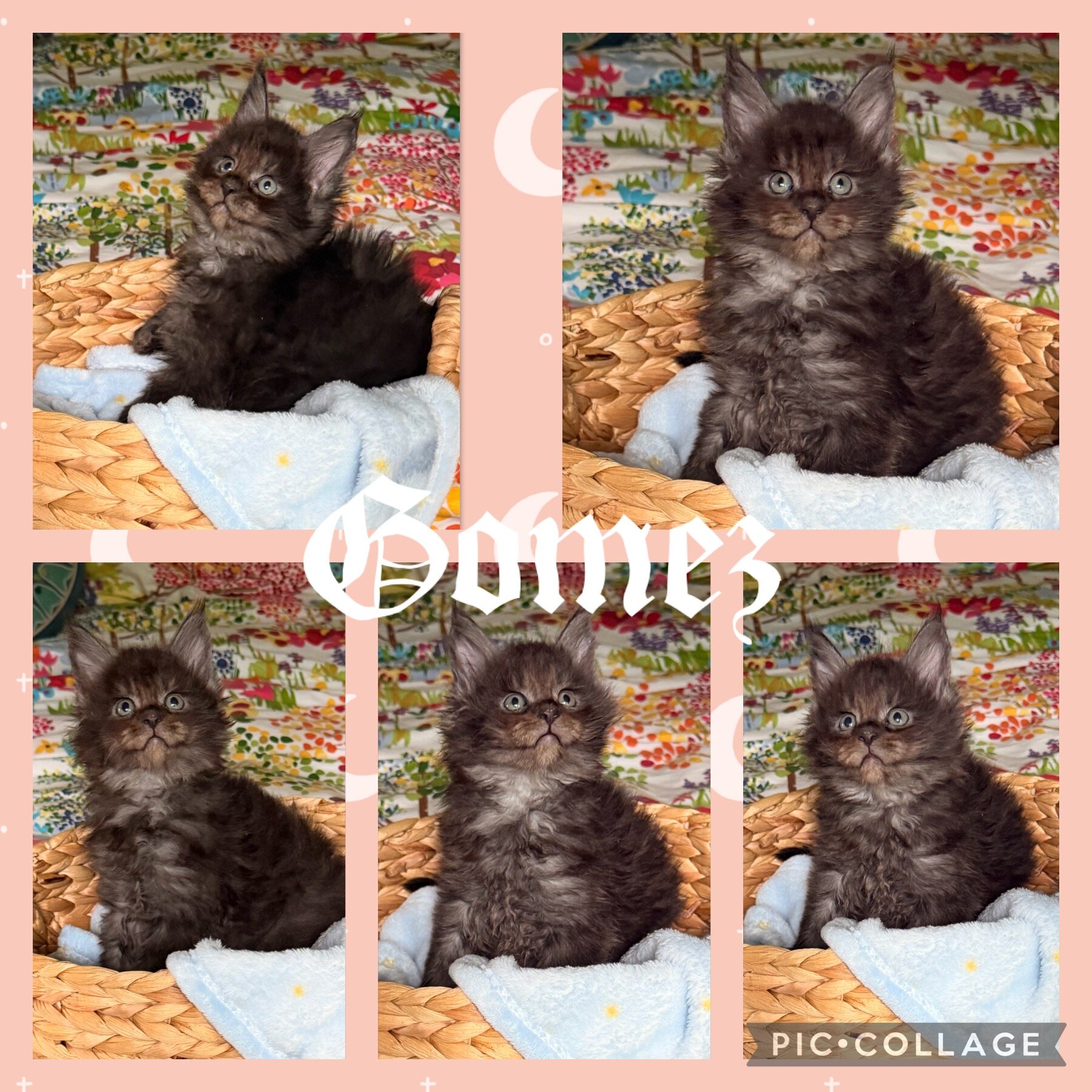 Black Smoke European CFA Maine Coon Kittens image 4