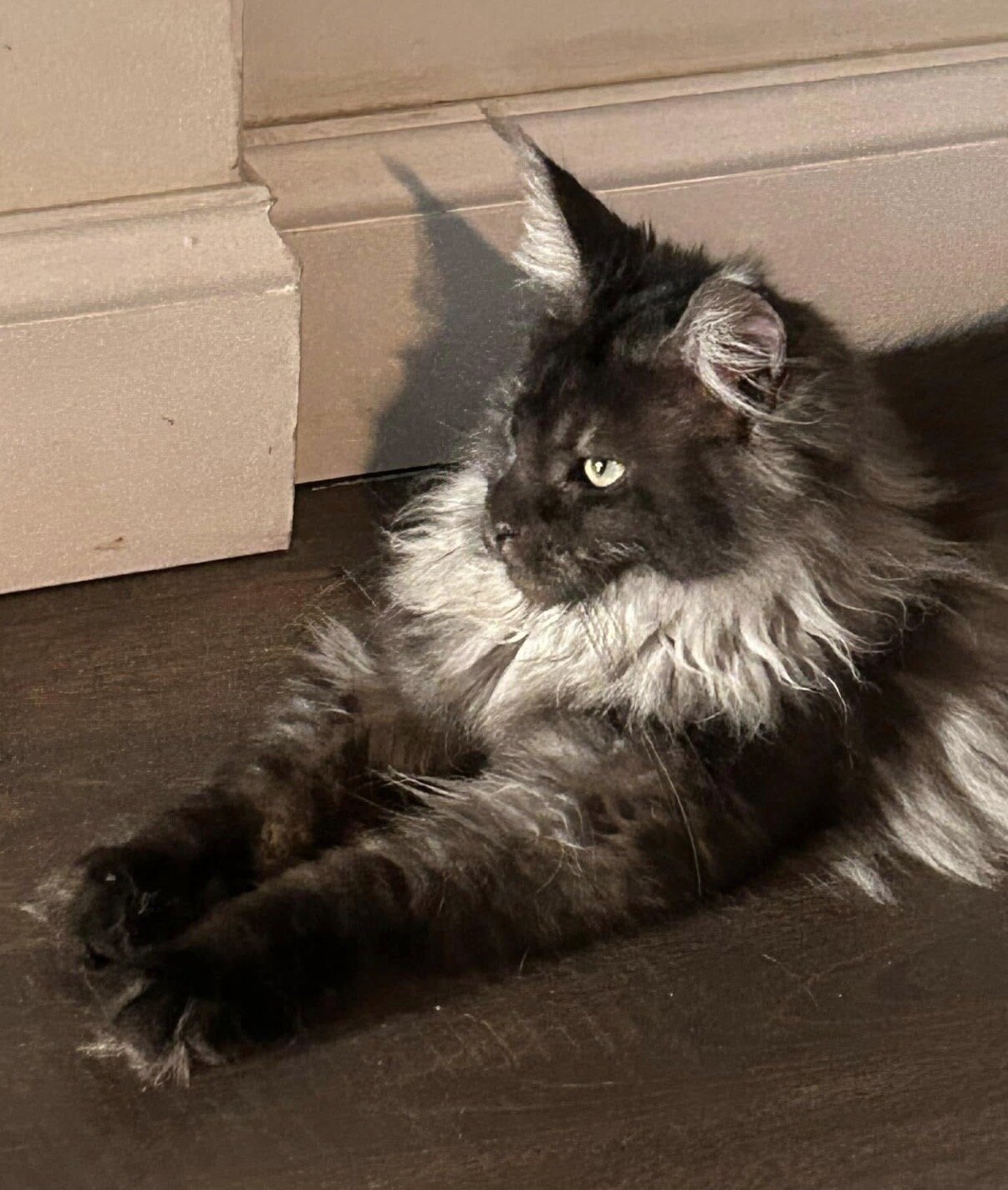 Black Smoke European CFA Maine Coon Kittens image 8