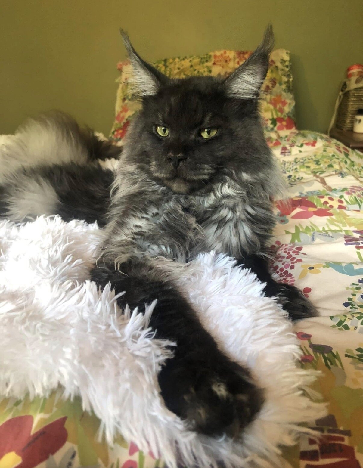Black Smoke European CFA Maine Coon Kittens image 6