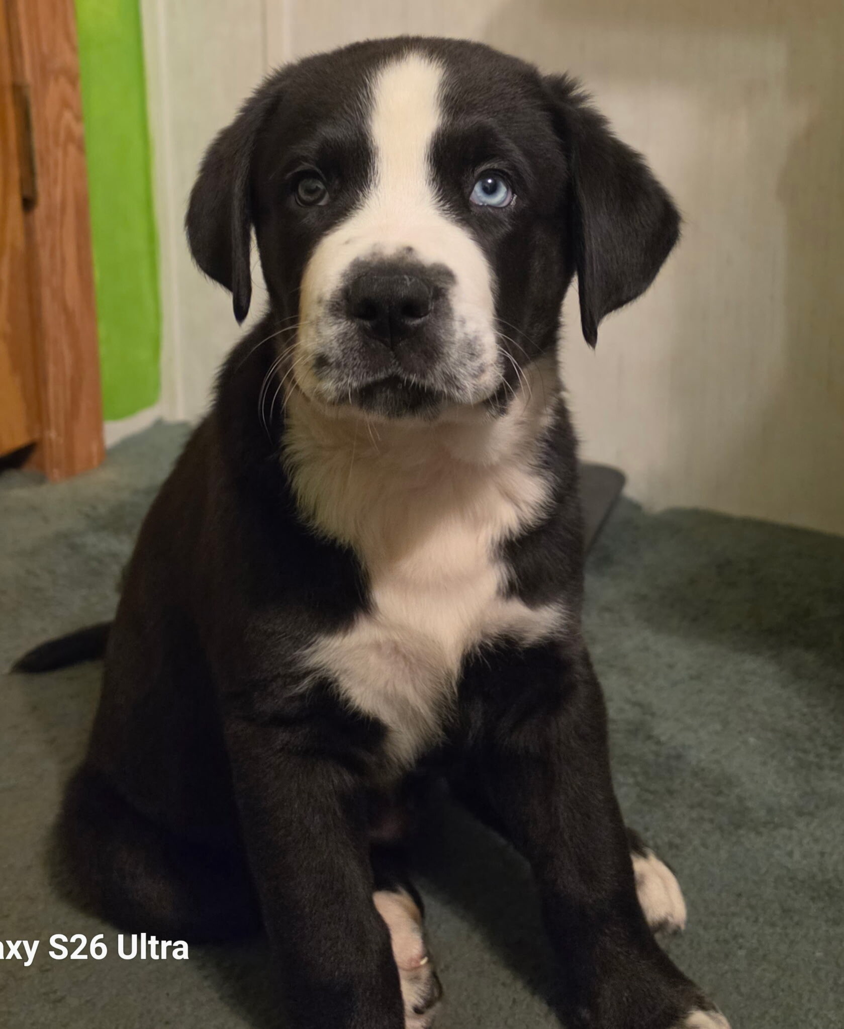 Puppy image 1