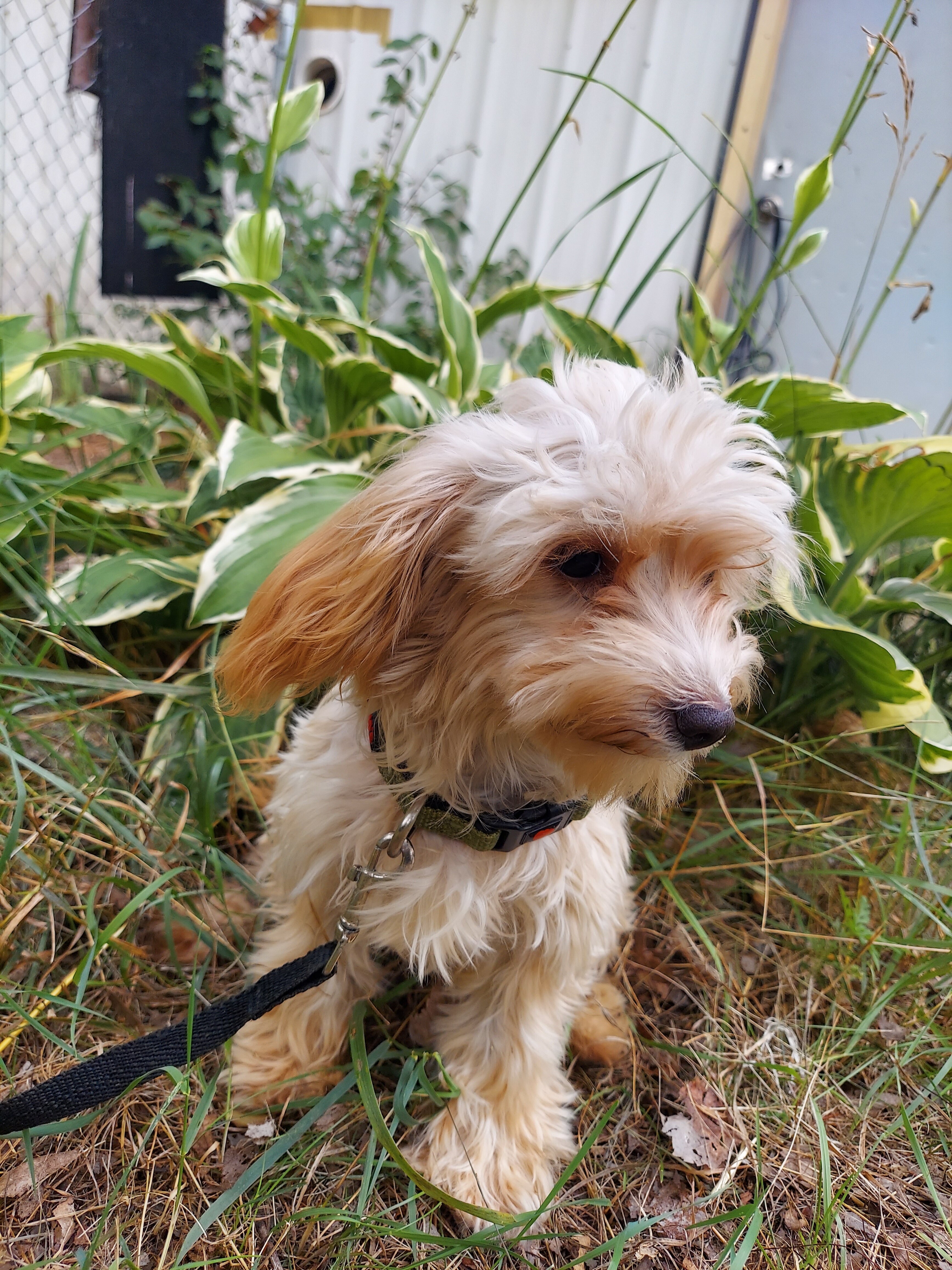 Opalescent, great for apartments, MaltiPoo female image 3