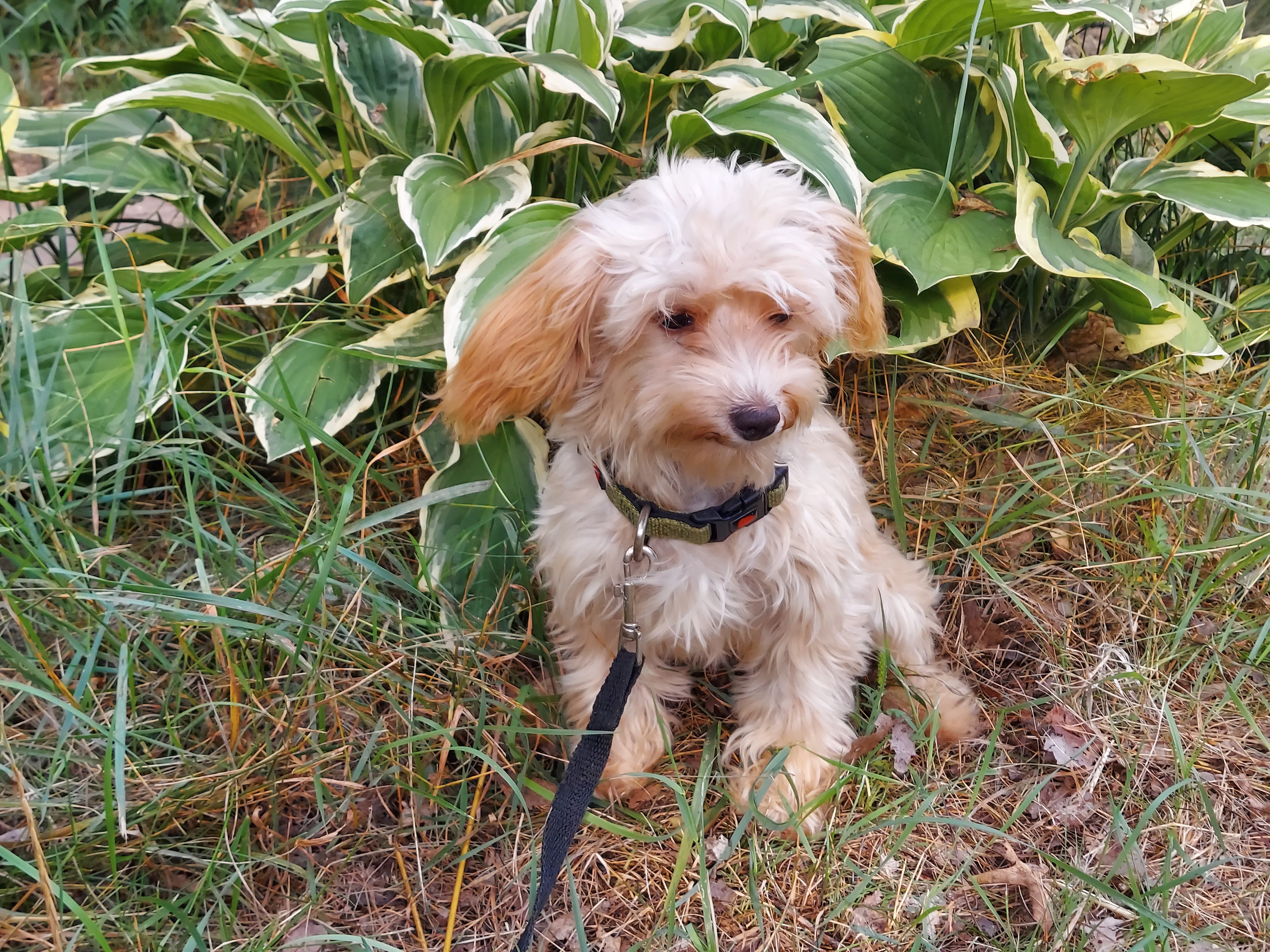 Opalescent, great for apartments, MaltiPoo female image 1
