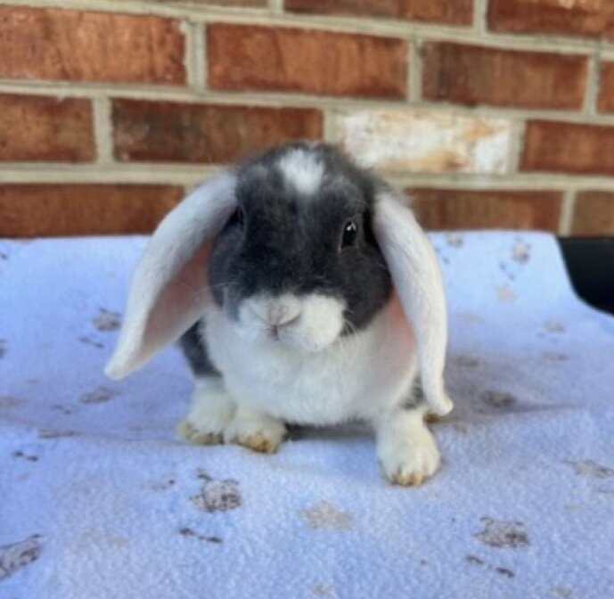 Mini Plush Lop Rabbits- Pedigreed Bunnies image 2