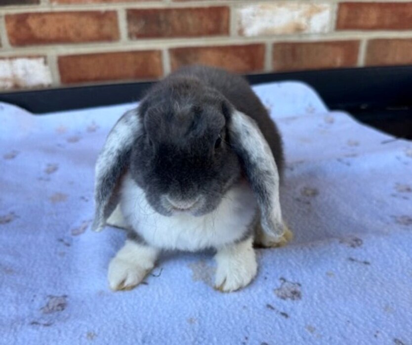 Mini Plush Lop Rabbits- Pedigreed Bunnies image 3