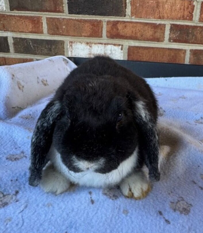 Mini Plush Lop Rabbits- Pedigreed Bunnies image 4