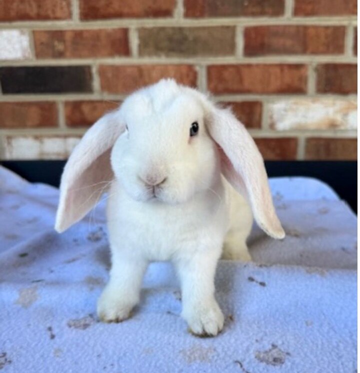 Mini Plush Lop Rabbits- Pedigreed Bunnies image 1