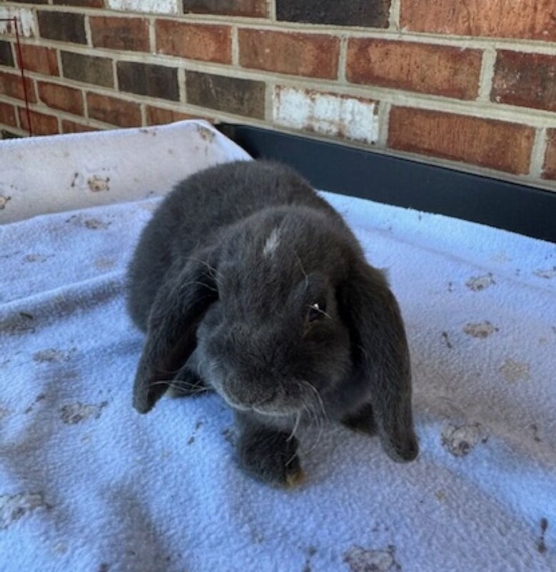 Mini Plush Lop Rabbits- Pedigreed Bunnies image 5