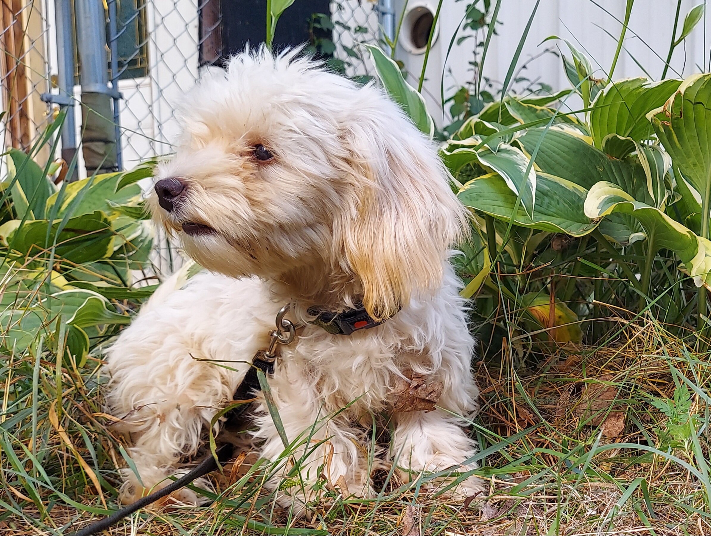 Ophelia, great for apartments, MaltiPoo female image 2