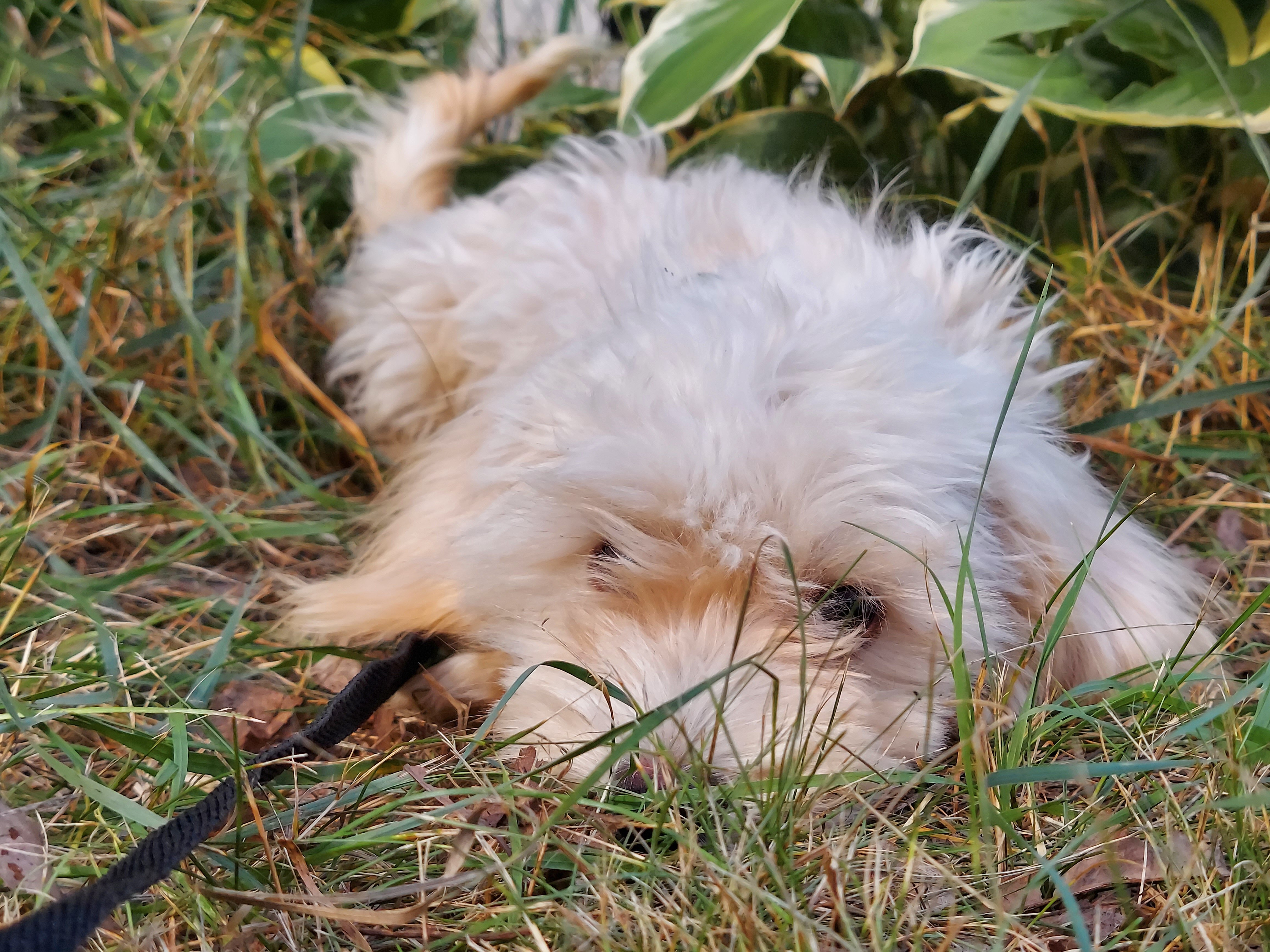 Ophelia, great for apartments, MaltiPoo female image 5
