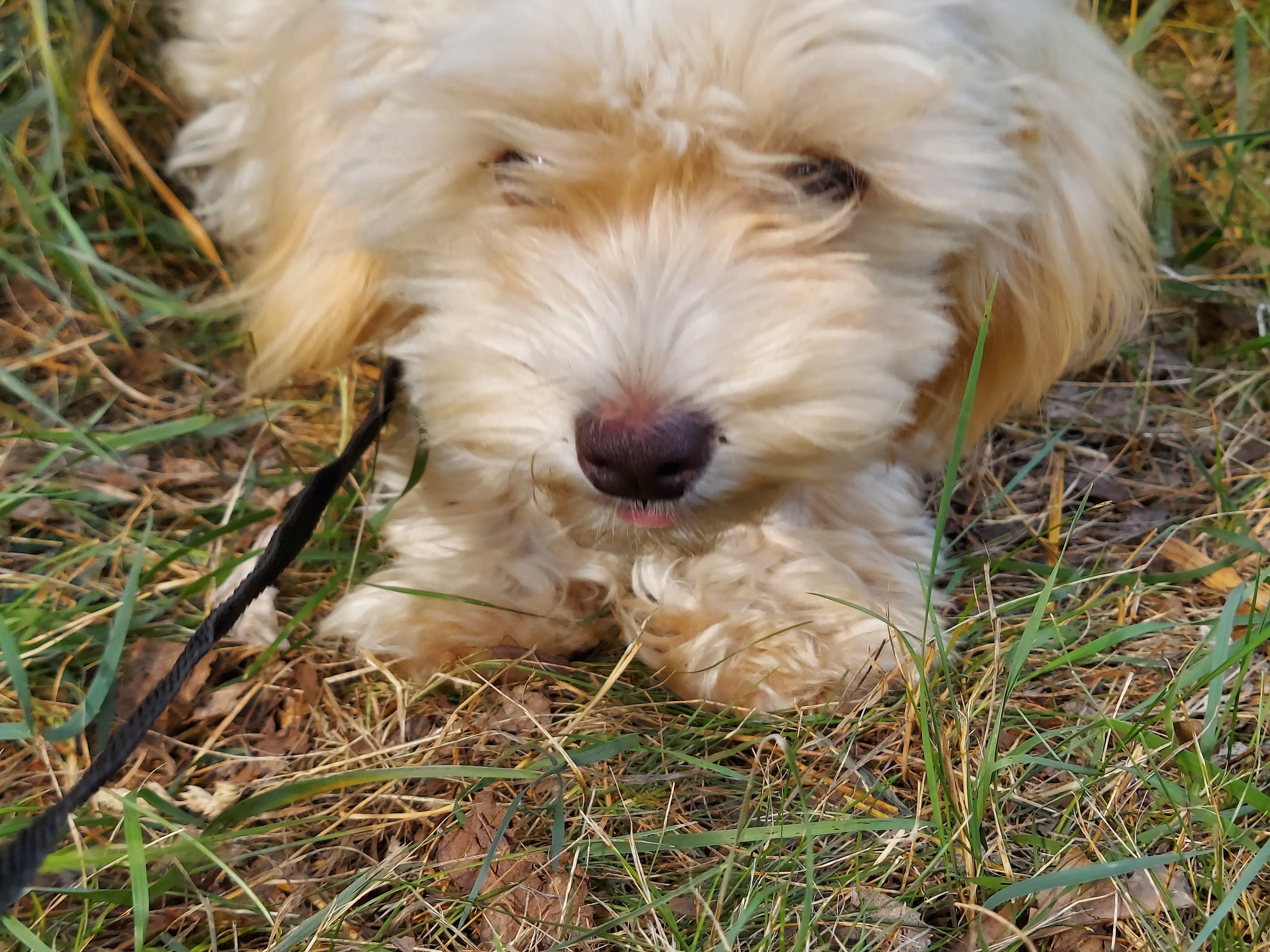 Ophelia, great for apartments, MaltiPoo female image 4