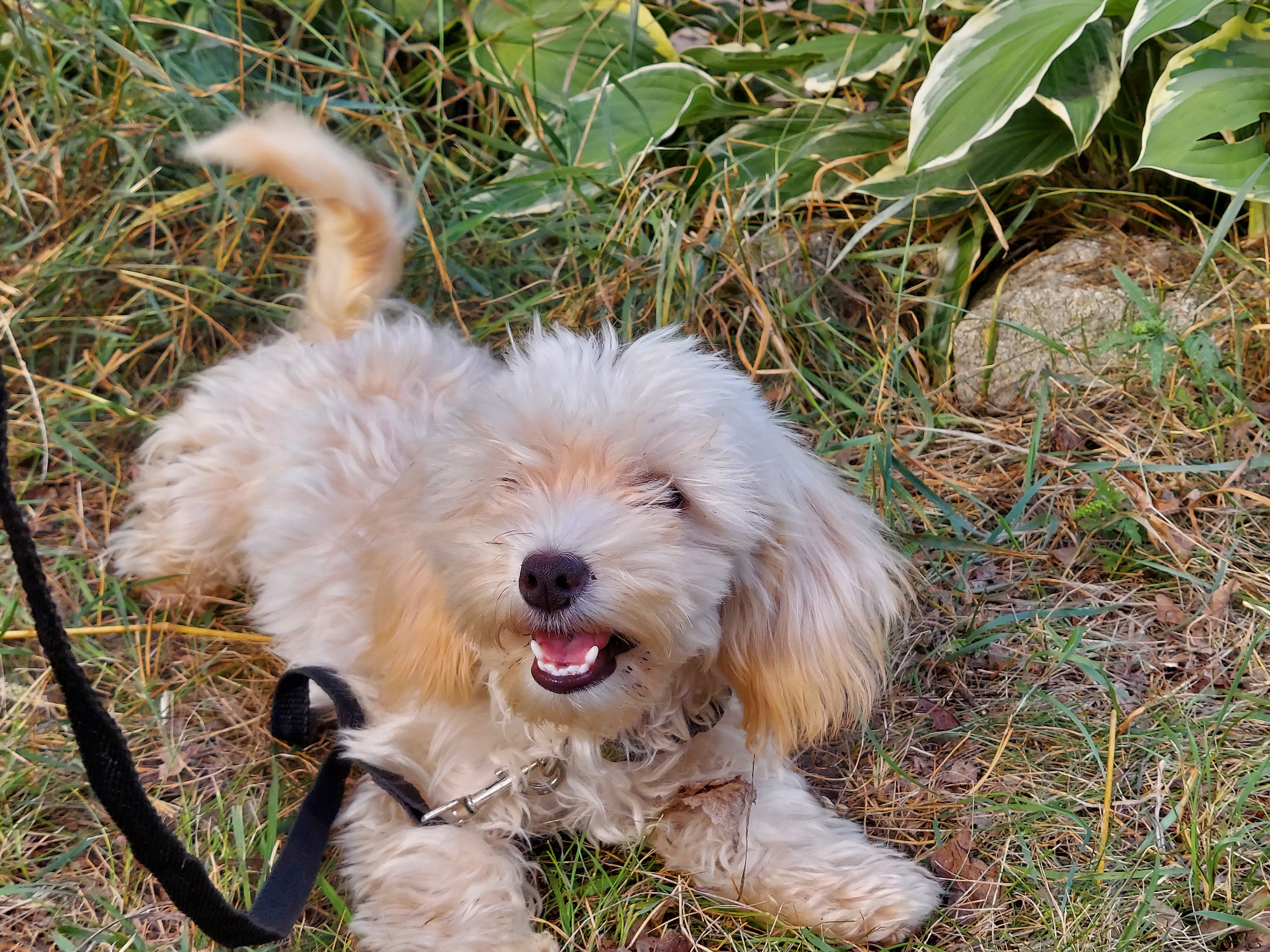 Ophelia, great for apartments, MaltiPoo female image 1