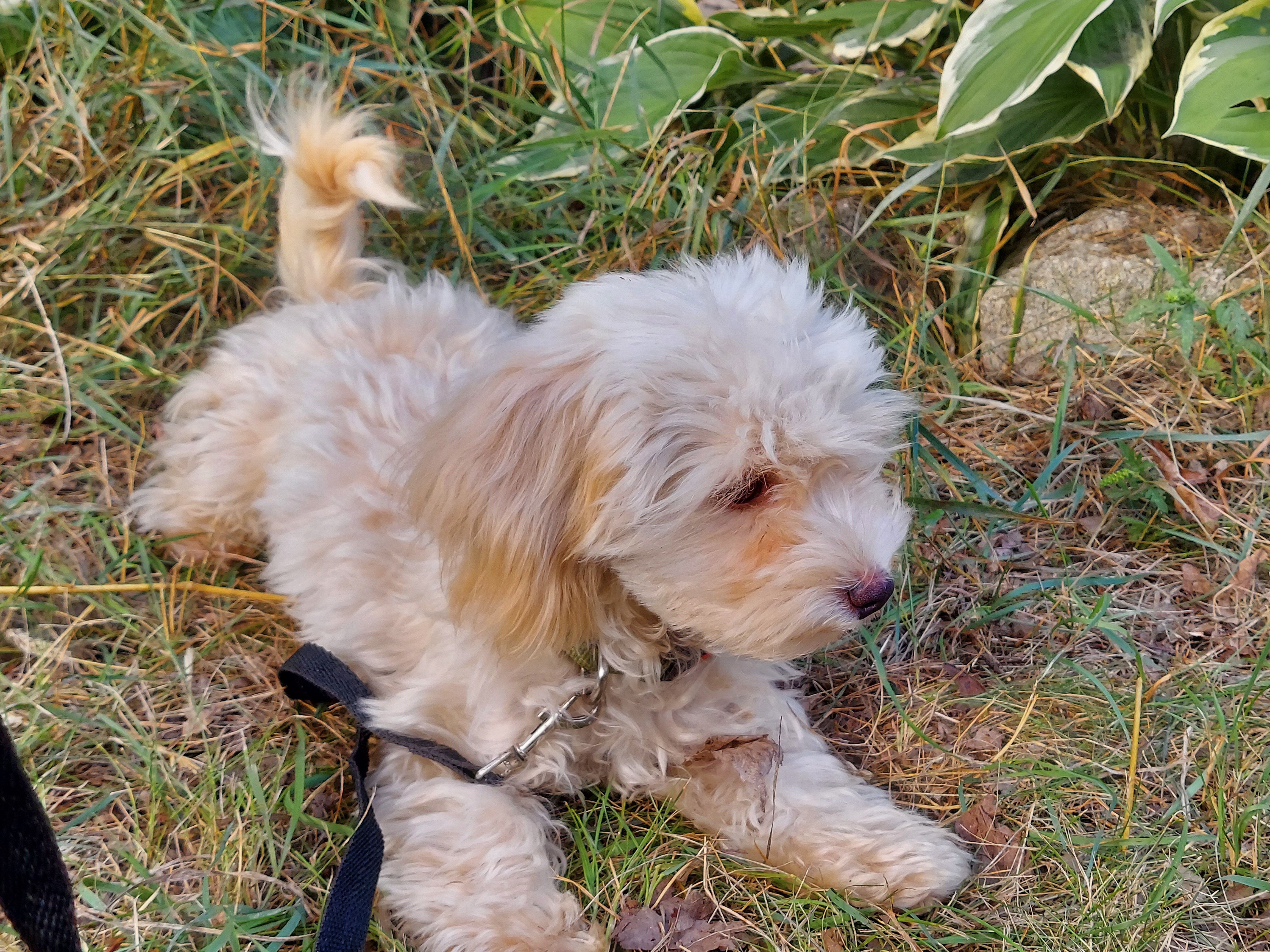 Ophelia, great for apartments, MaltiPoo female image 3