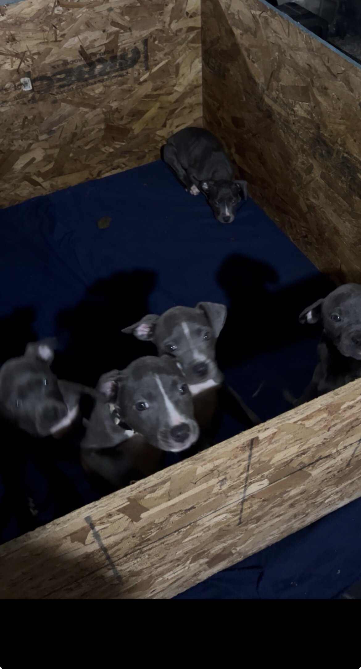 Blue APBT puppies image 1