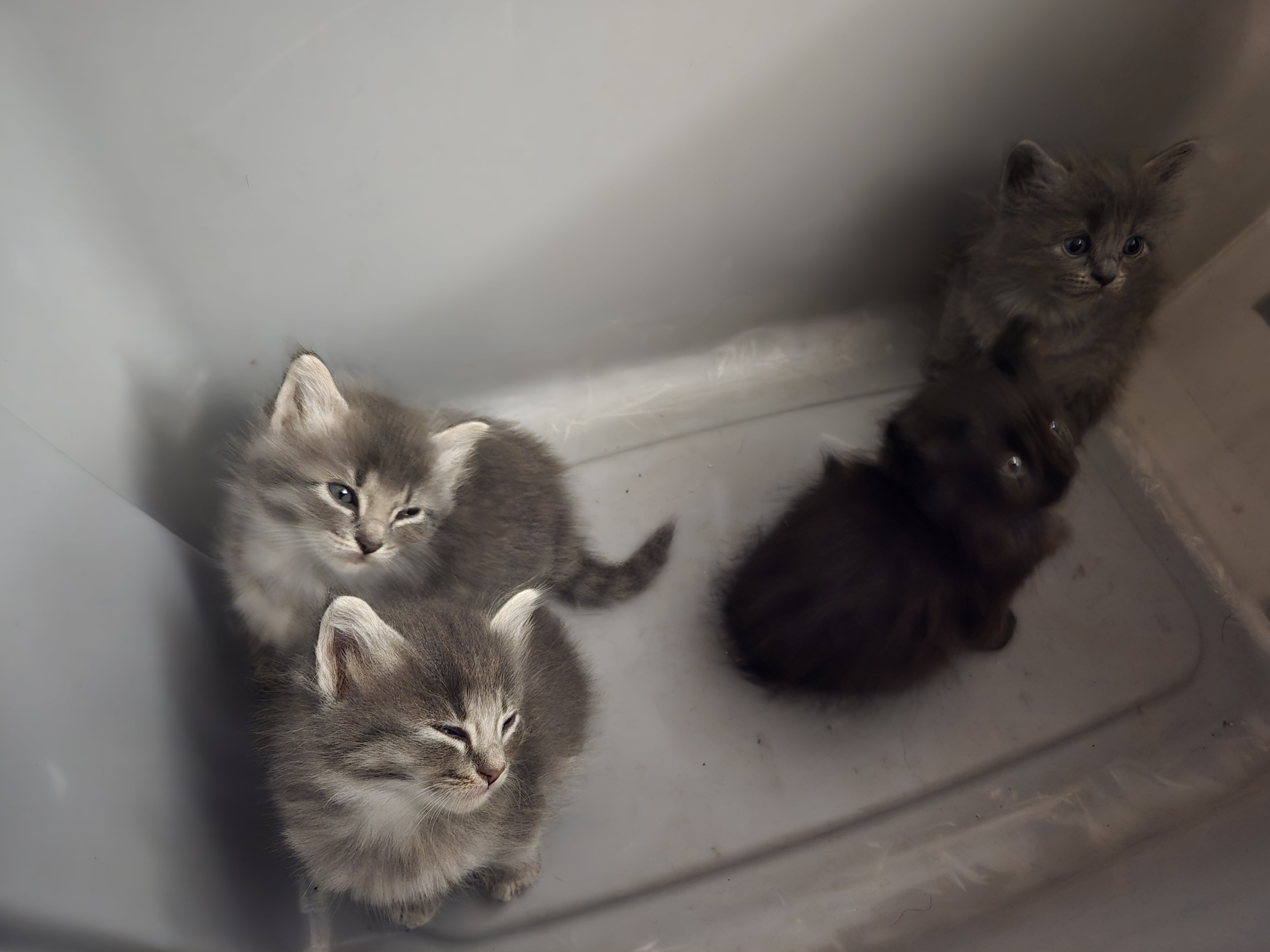 Maine coon kittens image 1