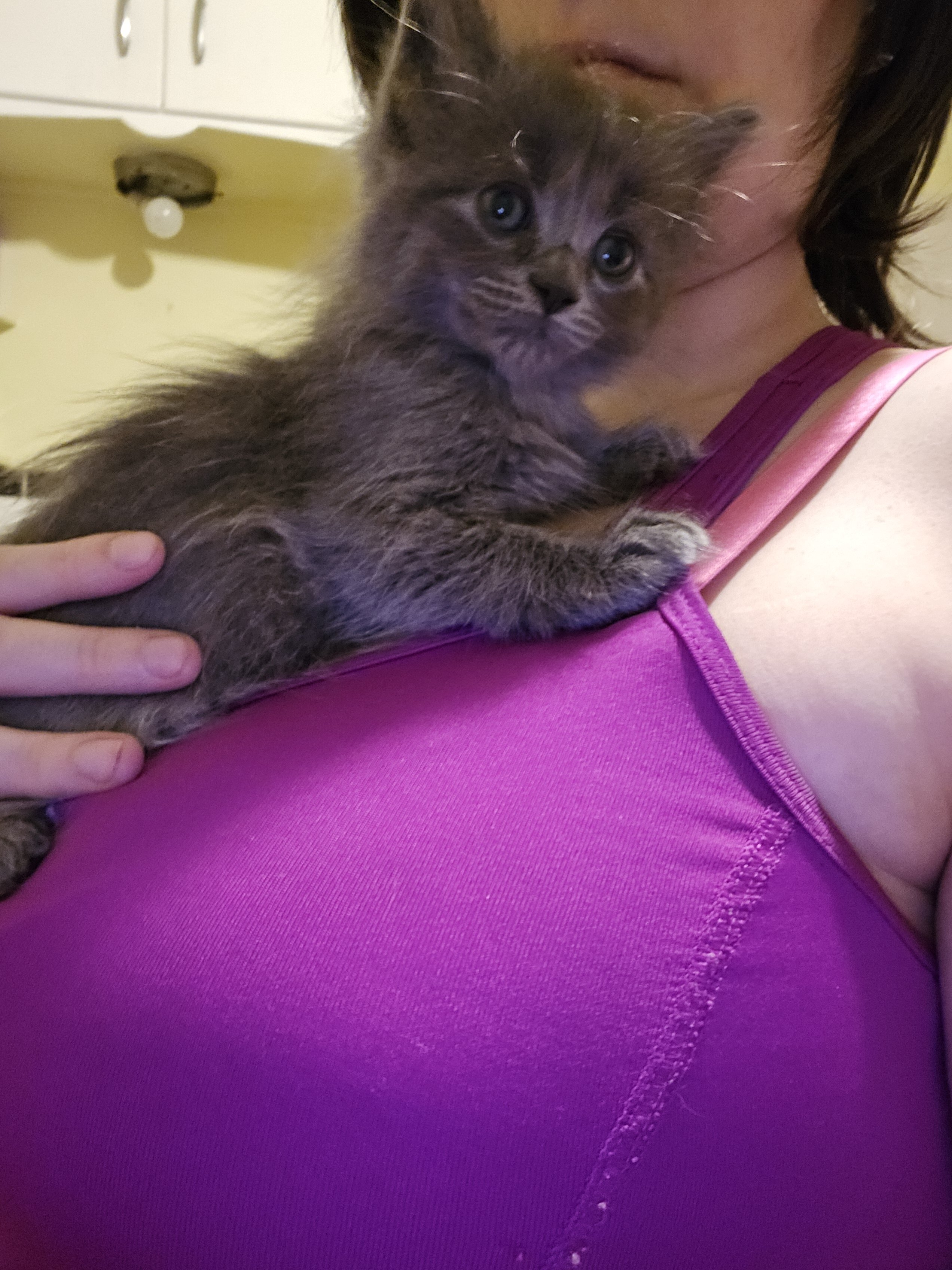 Maine coon kittens image 8