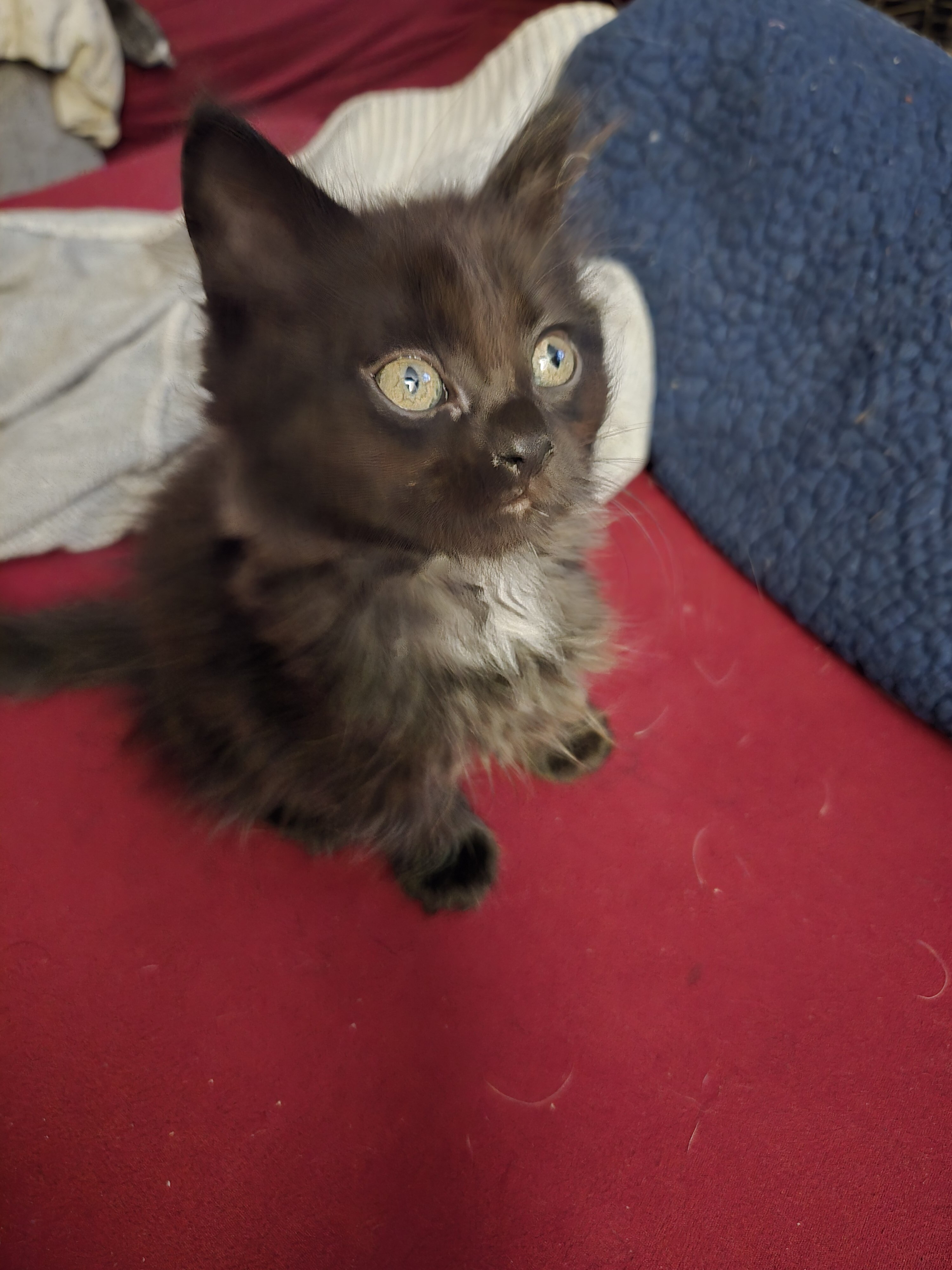 Maine coon kittens image 9