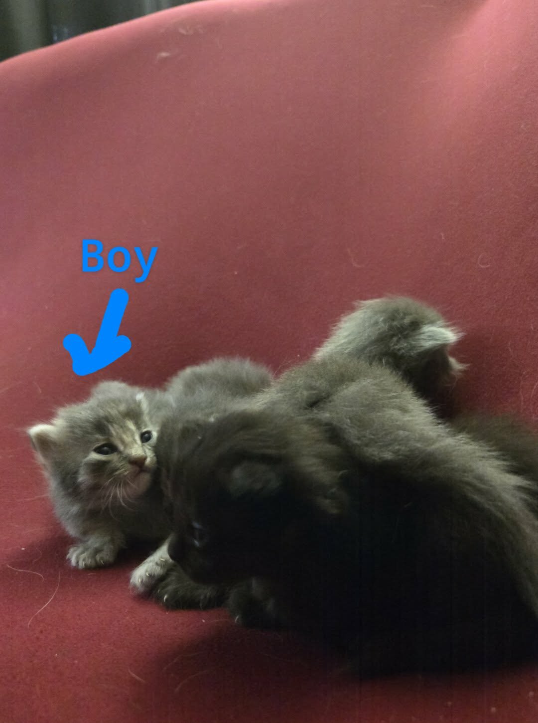 Maine coon kittens image 4