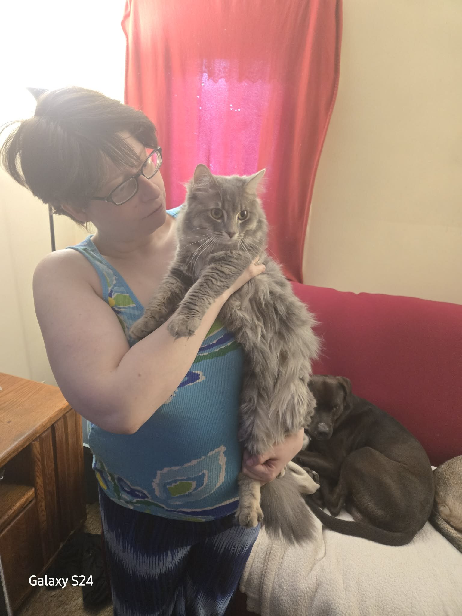 Maine coon kittens image 3