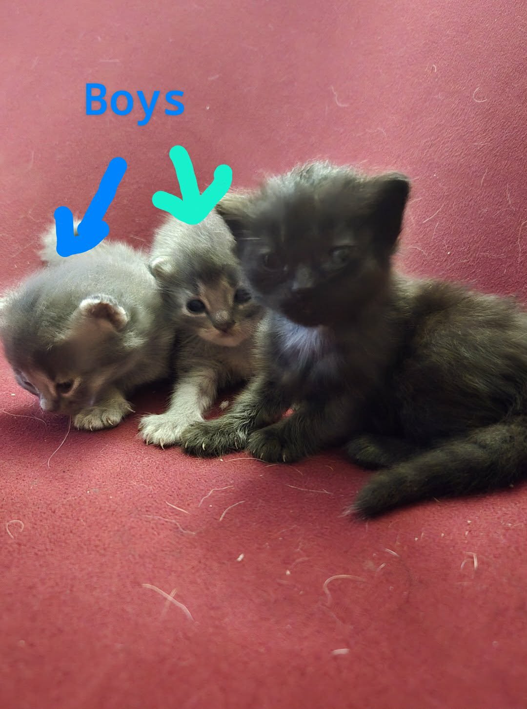 Maine coon kittens image 6