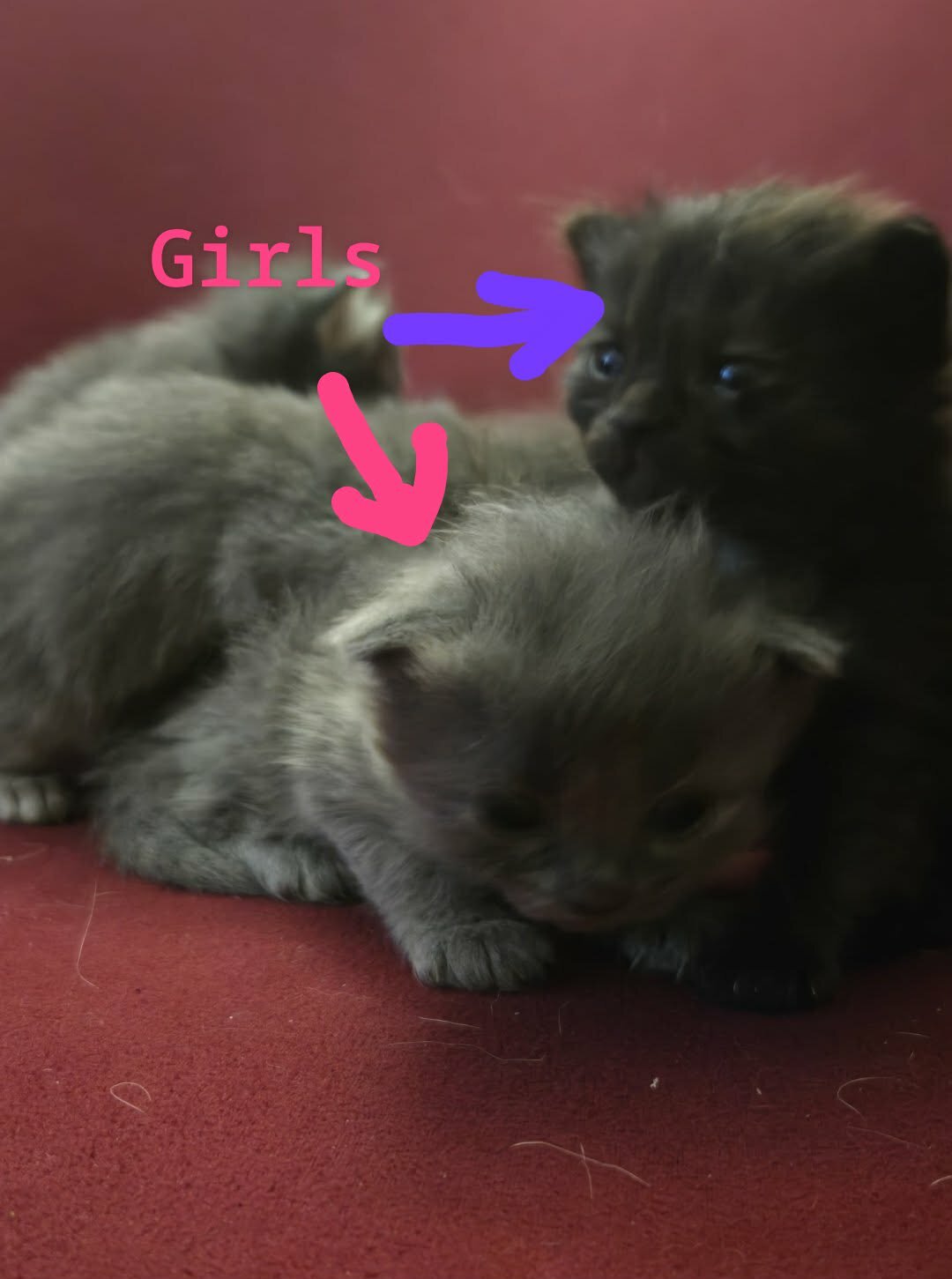 Maine coon kittens image 5